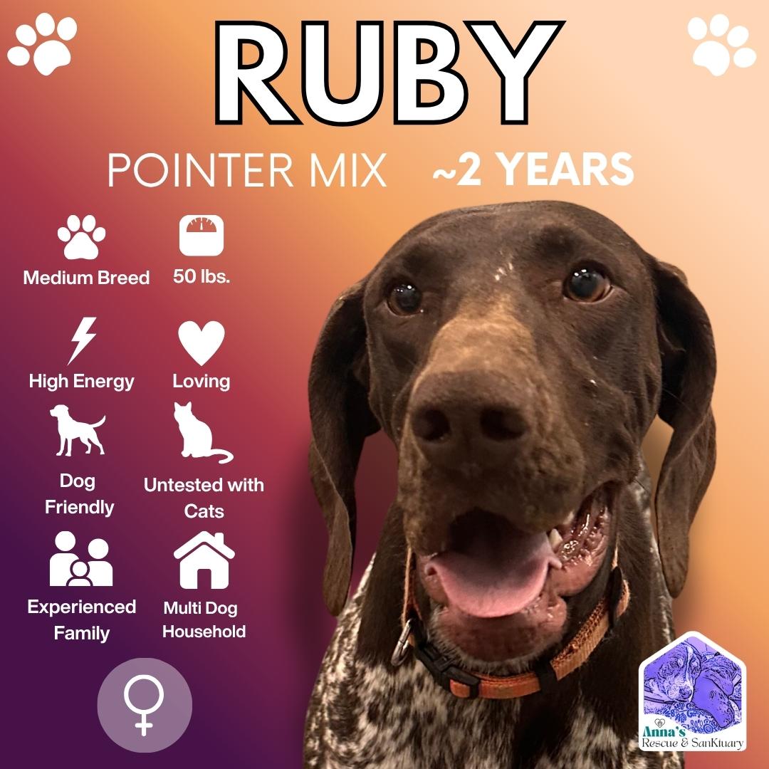 Ruby, Adoptable, Young Female Pointer.
