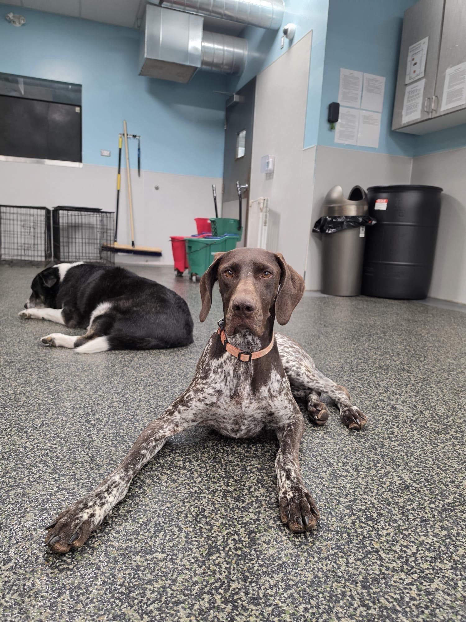 Enlarge Ruby, a Adoptable mixed breed in Aurora, ON image 3/6