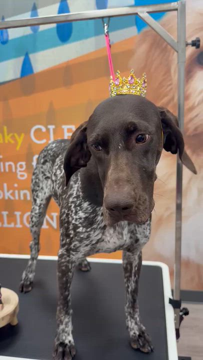 Enlarge Ruby, a Adoptable mixed breed in Aurora, ON video 2/6