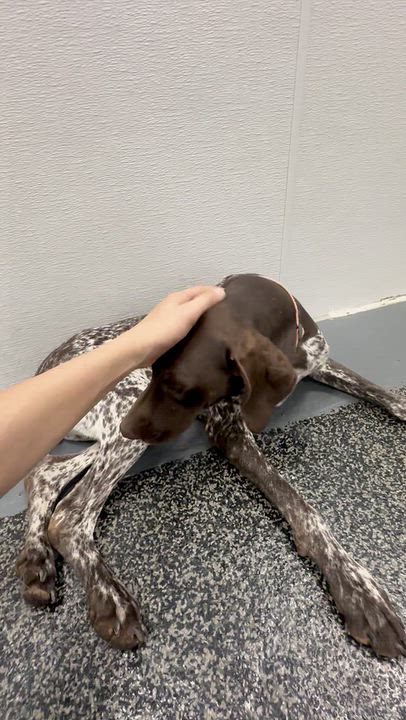 Enlarge Ruby, a Adoptable mixed breed in Aurora, ON video 6/6