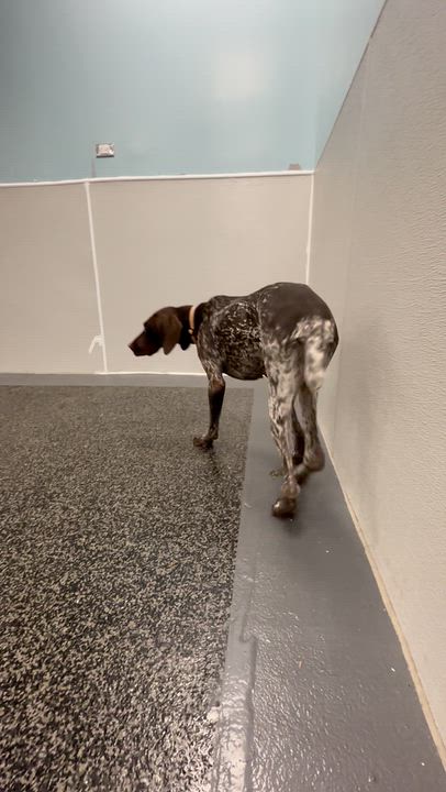 Enlarge Ruby, a Adoptable mixed breed in Aurora, ON video 4/6