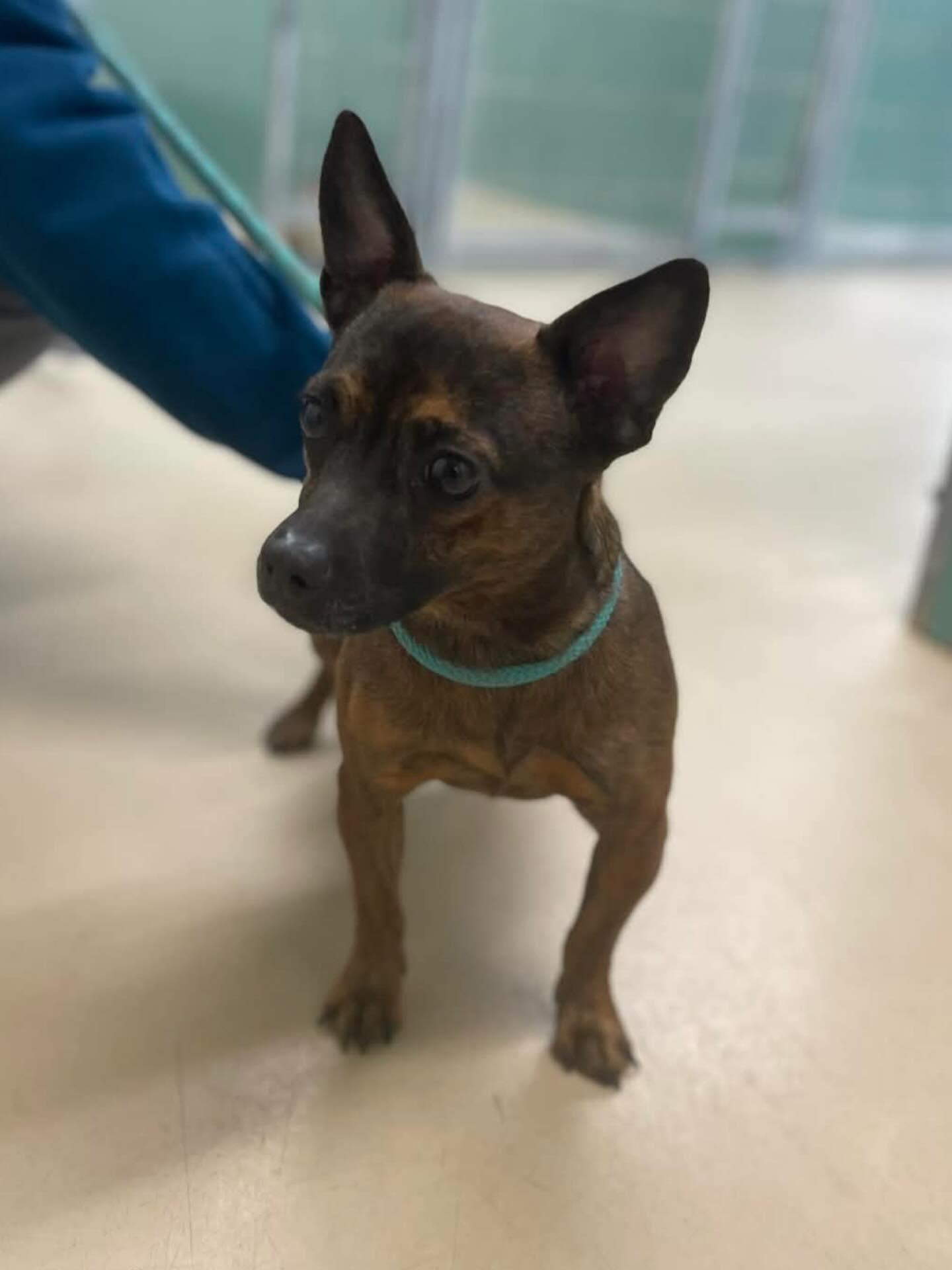 Haley, ADOPTABLE, Adult Female Chihuahua.