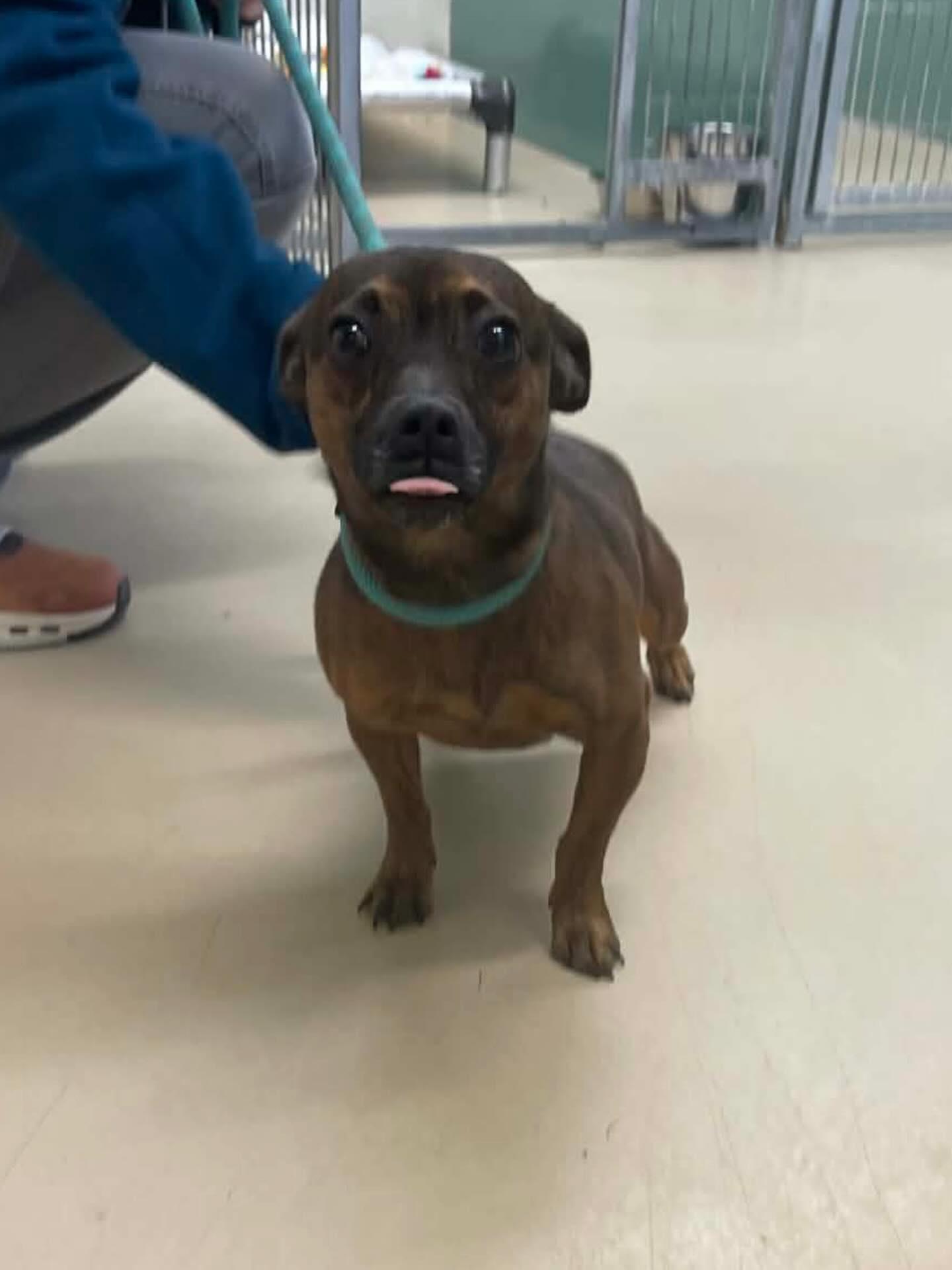 Haley, a ADOPTABLE mixed breed in St. Albans, VT image 3/3