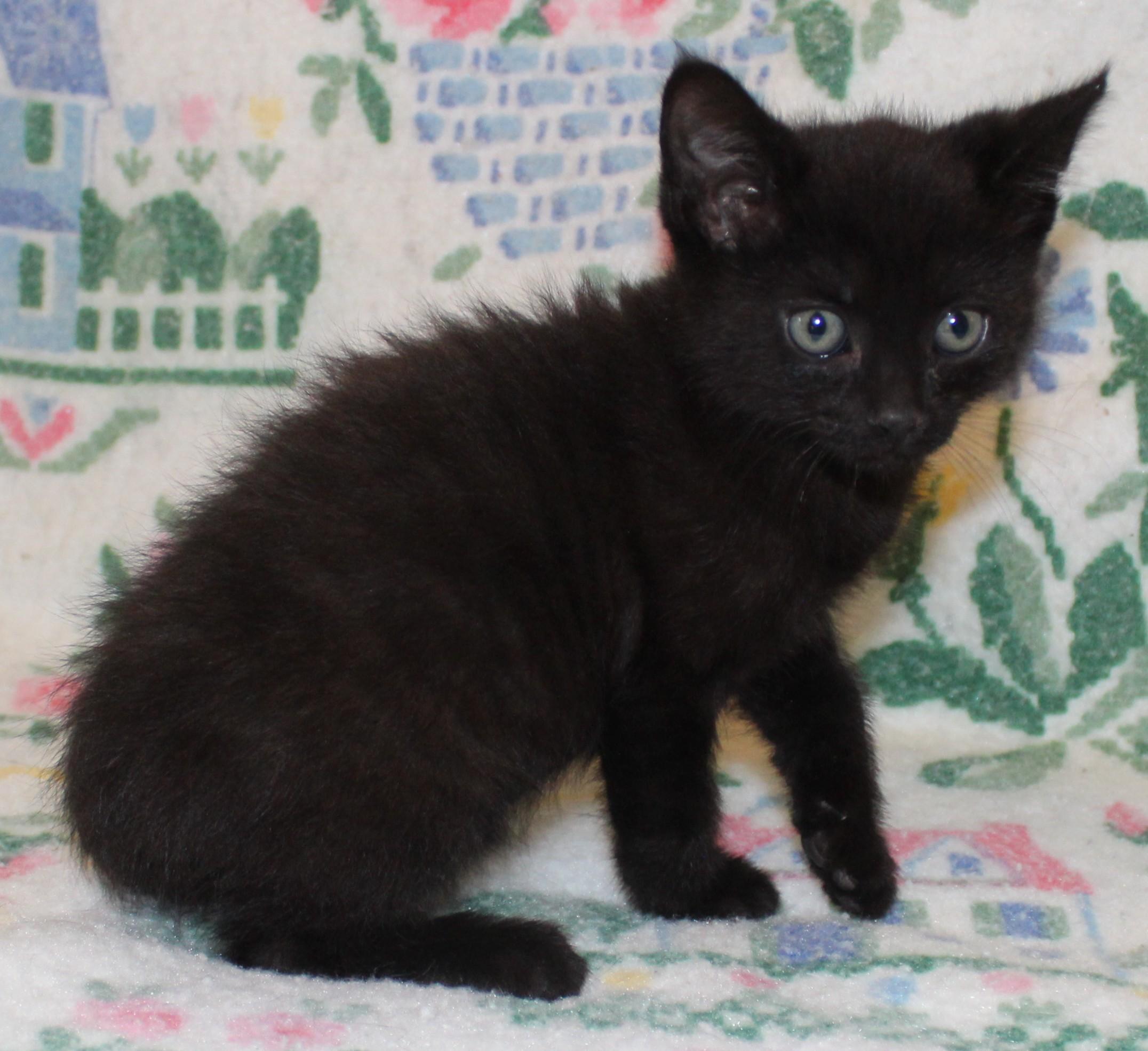 Petey, adopted, Kitten Male Domestic Short Hair.