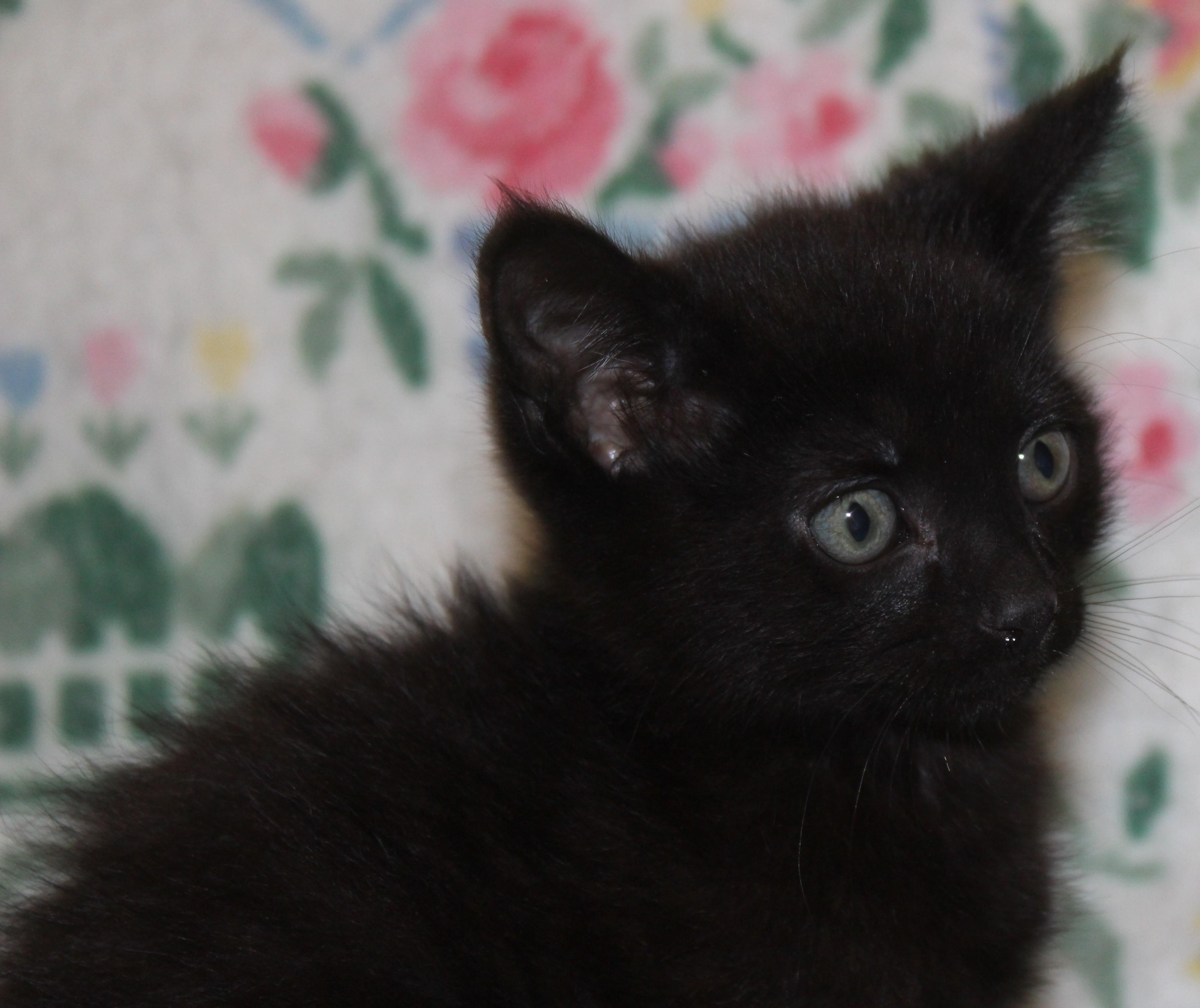 Enlarge Petey, an adopted mixed breed in Huron, SD image 2/3