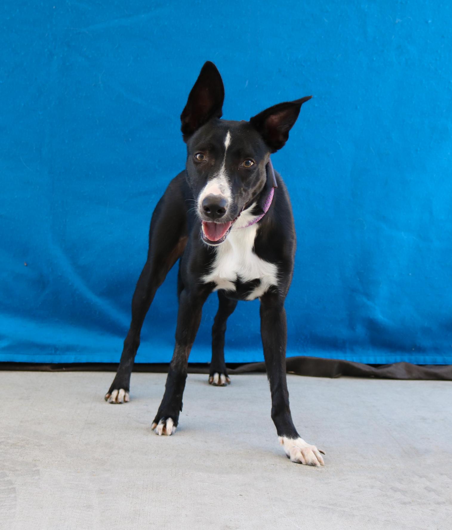 Enlarge JUNE, a Adoptable Australian Kelpie in Pasadena, CA image 1/2
