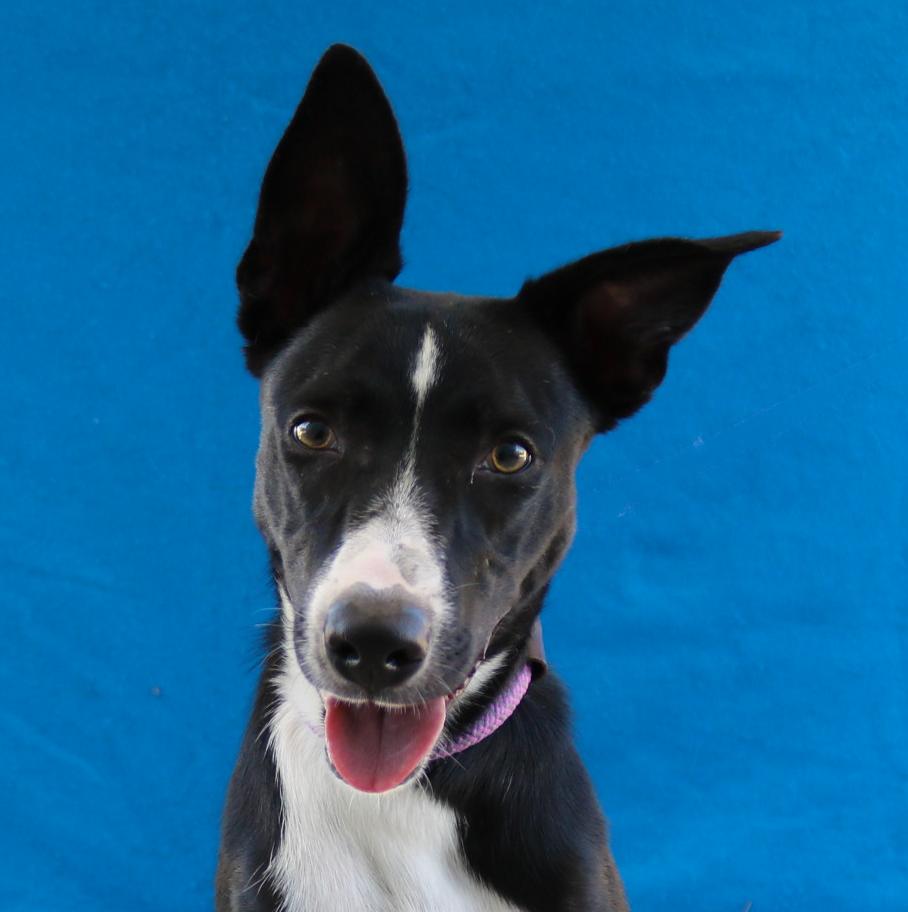 Enlarge JUNE, a Adoptable Australian Kelpie in Pasadena, CA image 2/2