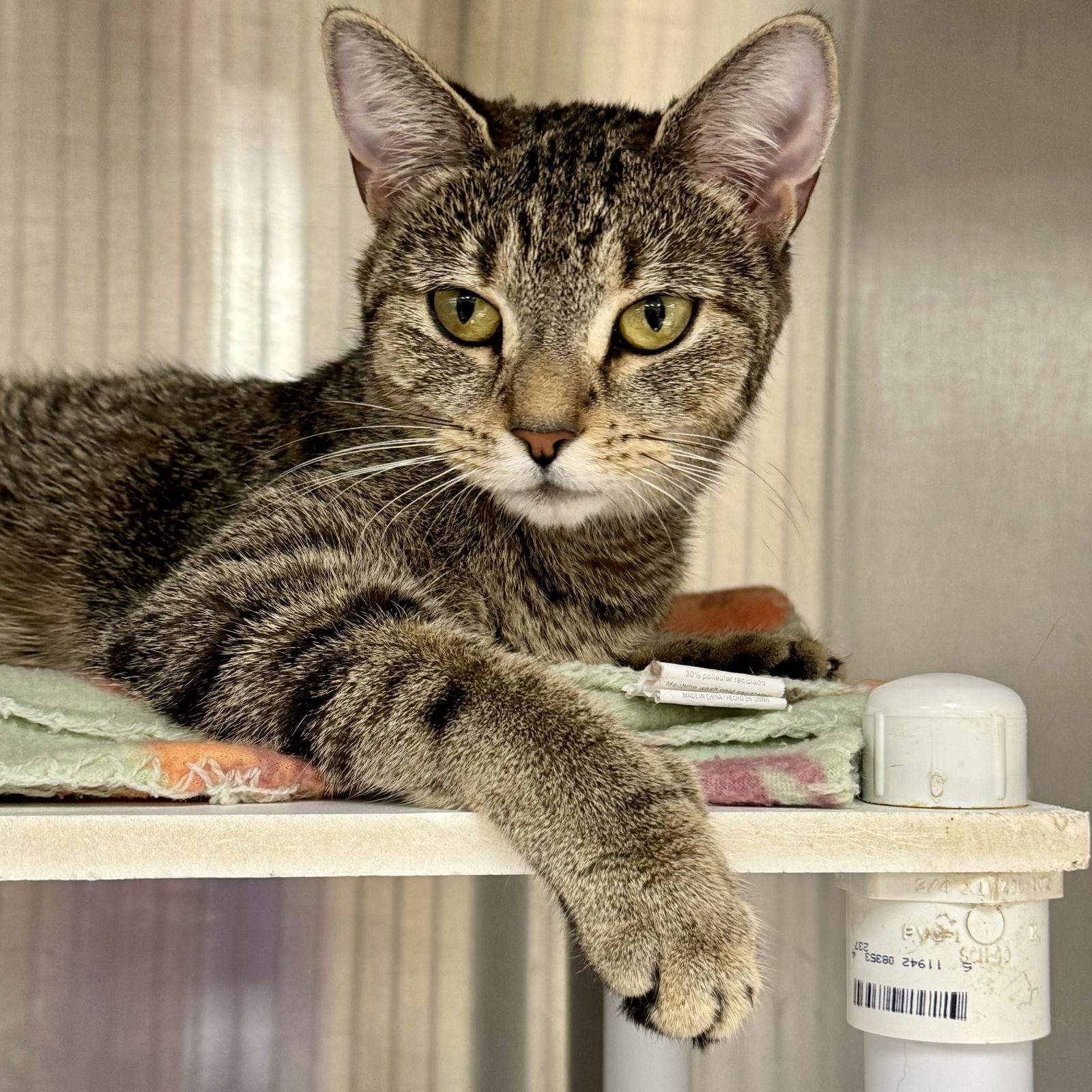 Willow, Adoptable, Young Female Domestic Short Hair.