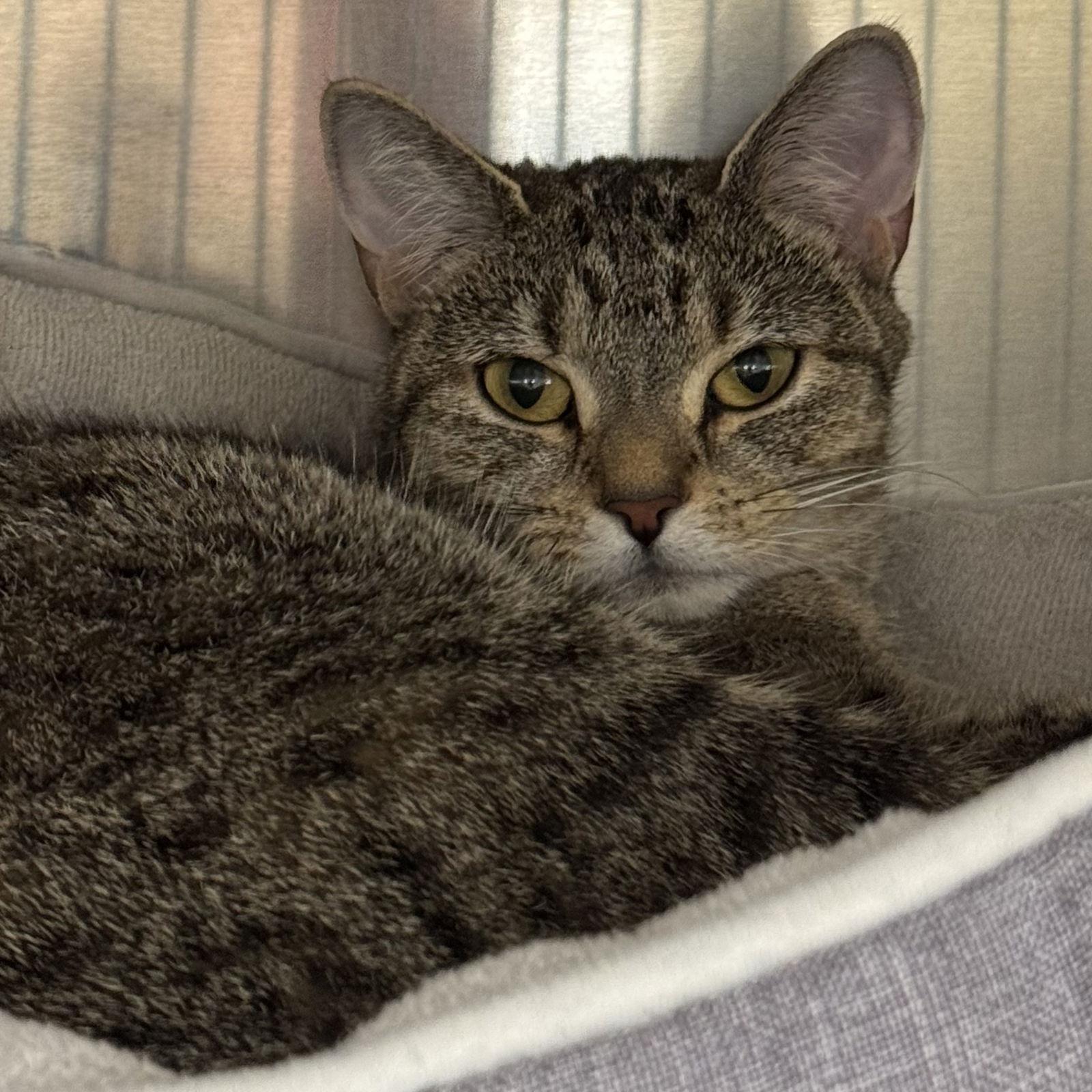 Willow, a Adoptable Domestic Short Hair in Winchendon, MA image 2/3