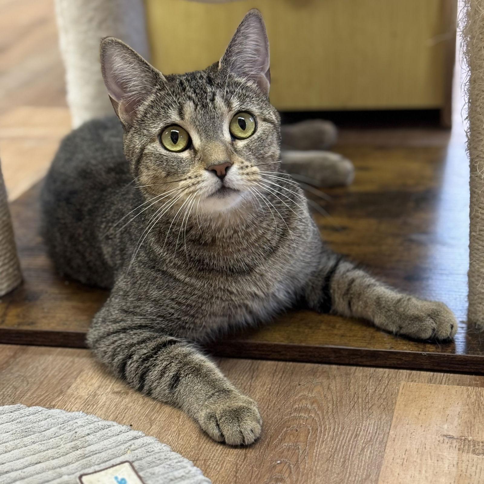 Willow, a Adoptable Domestic Short Hair in Winchendon, MA image 3/3