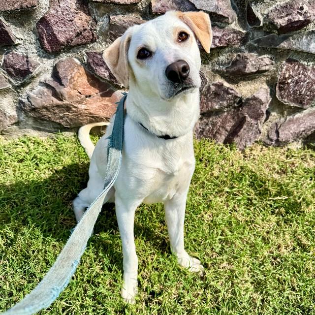 DASANI, Adoptable, Young Female Labrador Retriever & Mixed Breed.