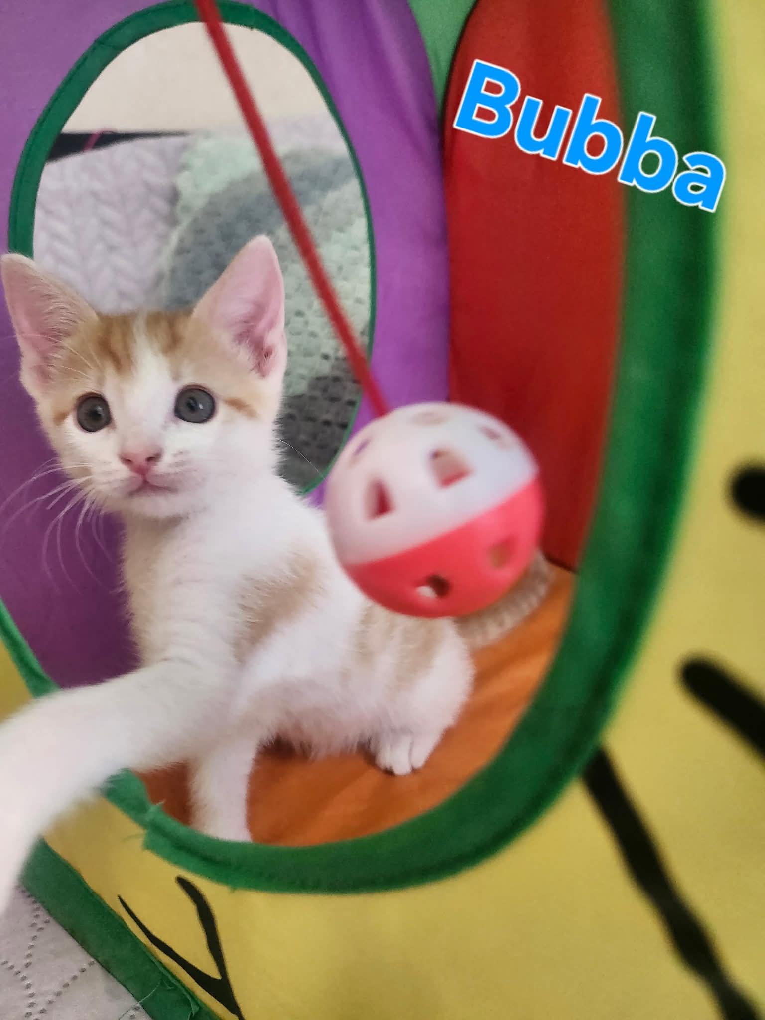 Enlarge Bubba, a Adopted Domestic Short Hair in San Anselmo, CA image 1/1