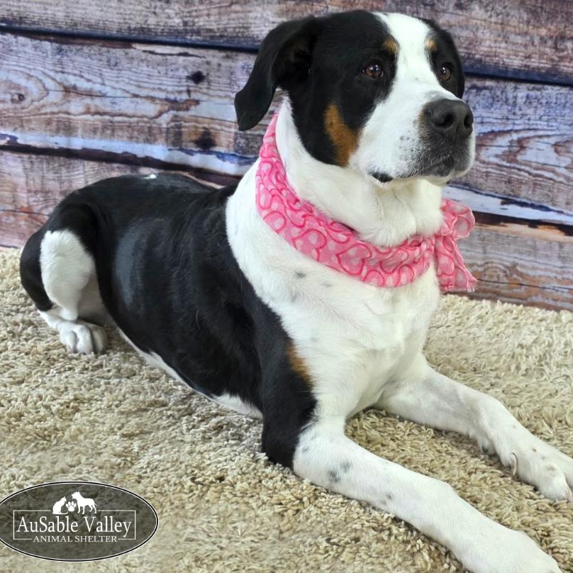 Hershey, ADOPTABLE, Adult Female Mixed Breed.