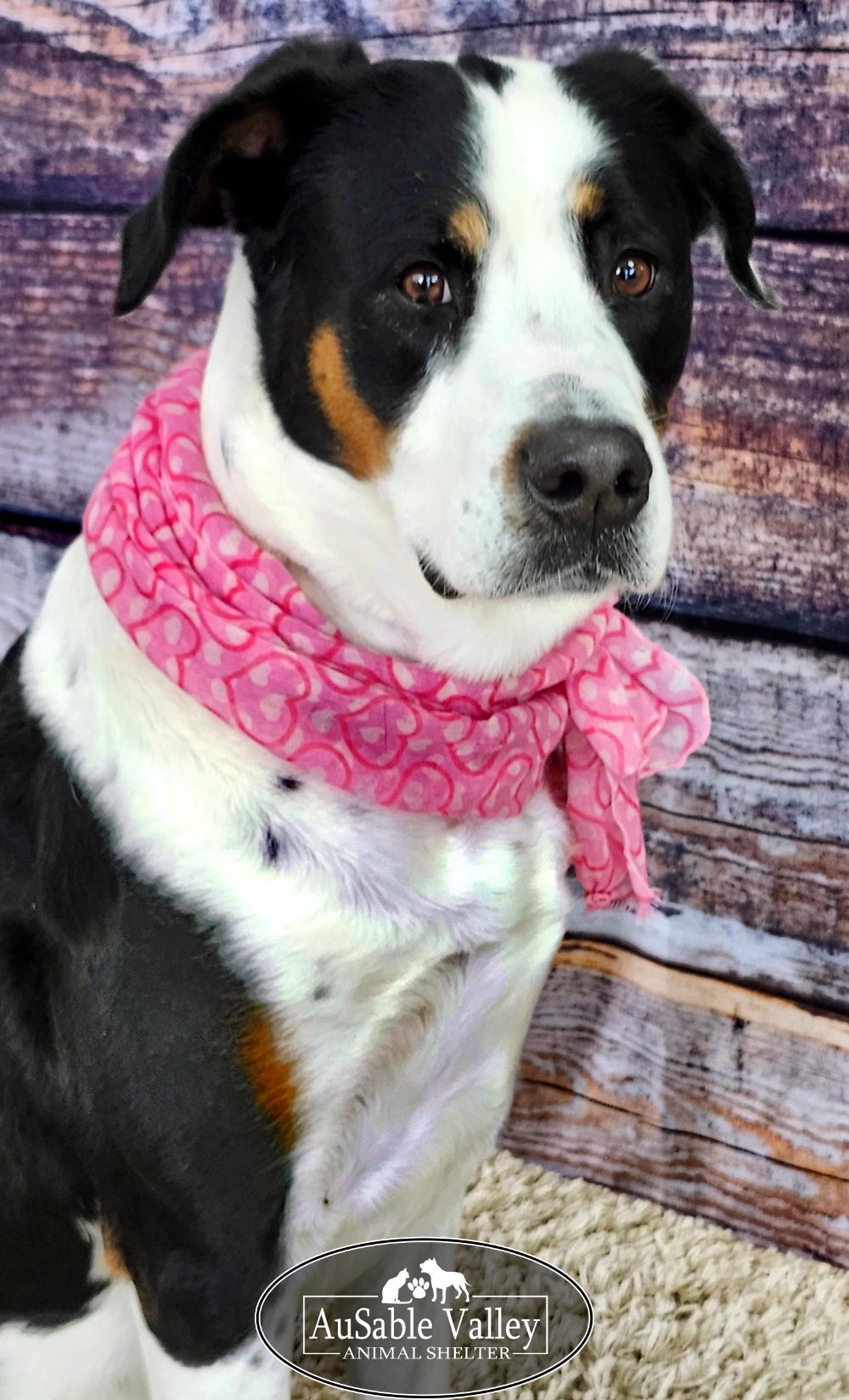 Hershey, a ADOPTABLE Mixed Breed in Grayling, MI image 3/6