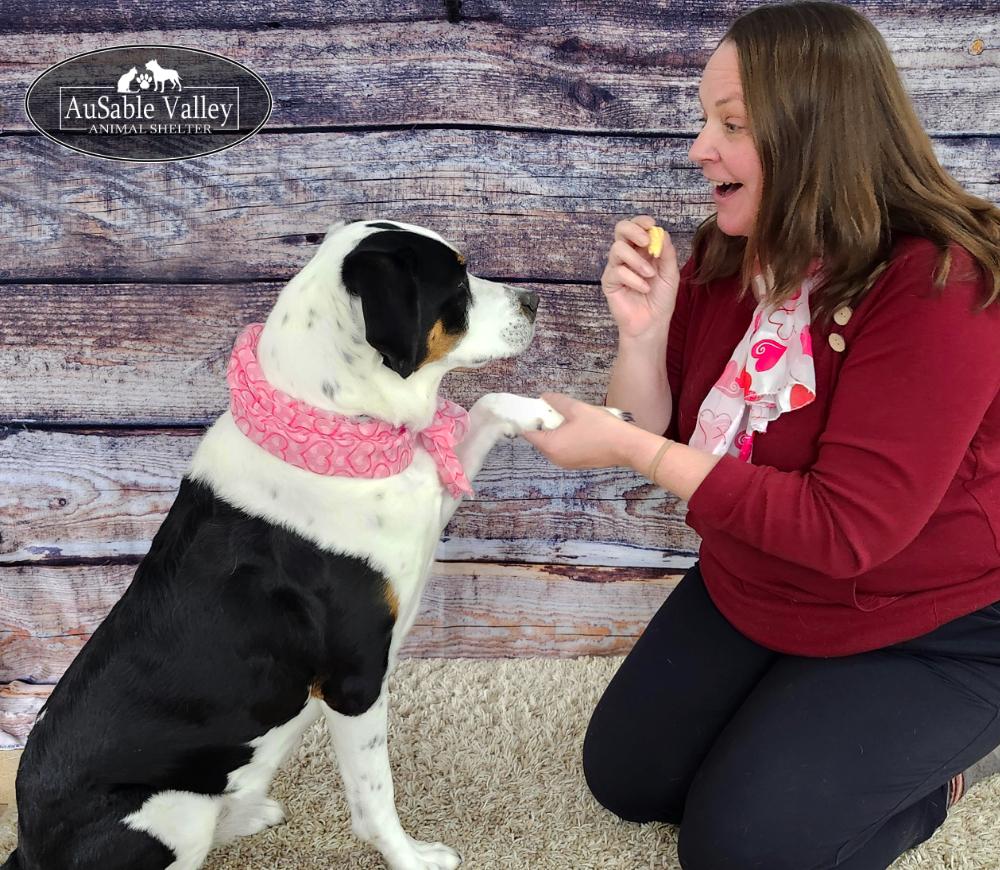 Hershey, a ADOPTABLE Mixed Breed in Grayling, MI image 4/6