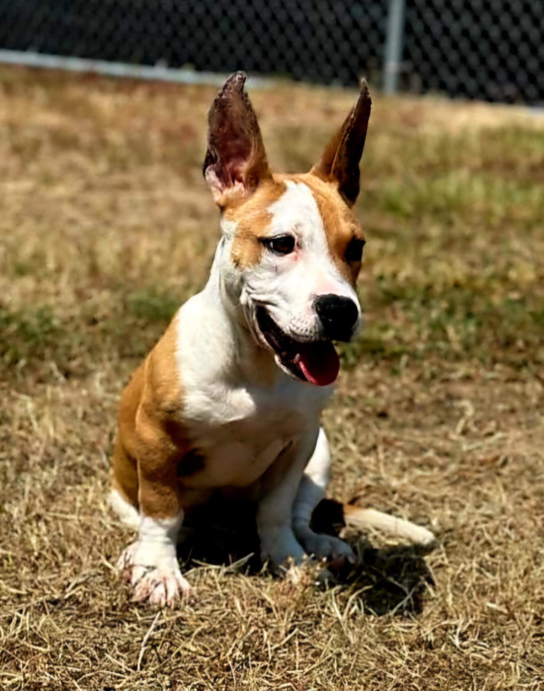 Dog for adoption Lil Liam aka Tiny Tim, a Jack Russell Terrier