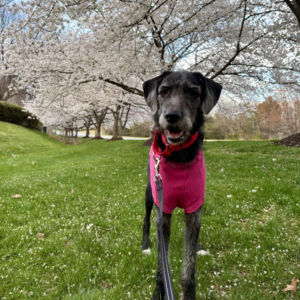 Enlarge Maude, a Adoptable mixed breed in Fairfax, VA image 1/6
