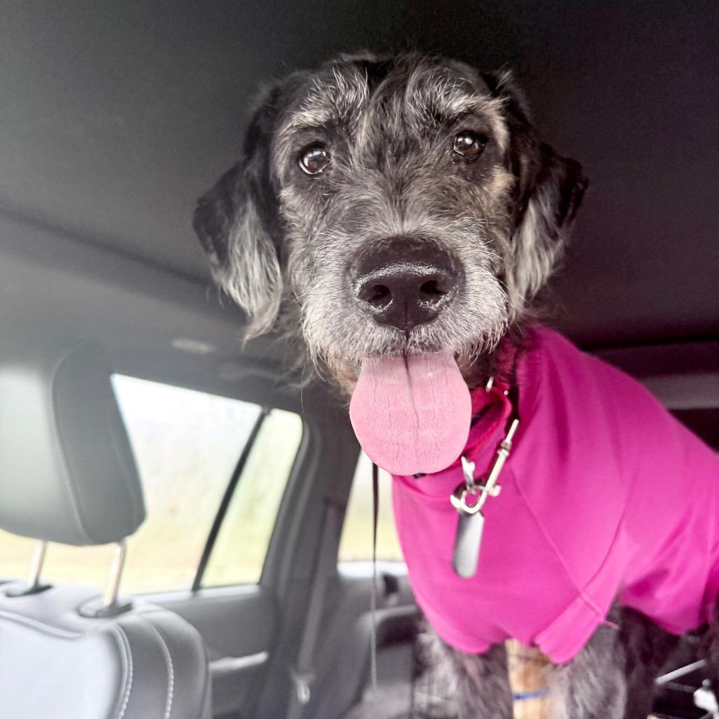 Enlarge Maude, a Adoptable mixed breed in Fairfax, VA image 3/6