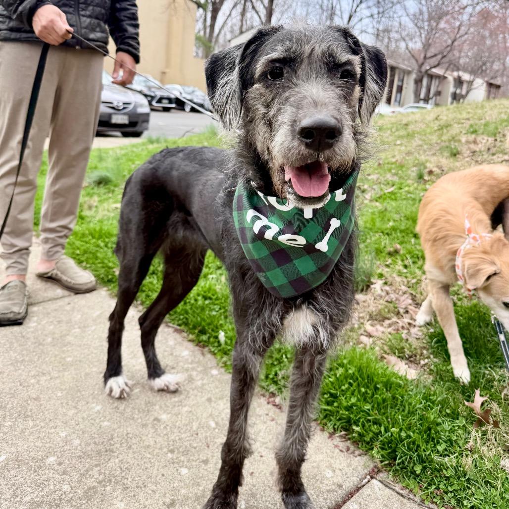 Enlarge Maude, a Adoptable mixed breed in Fairfax, VA image 5/6