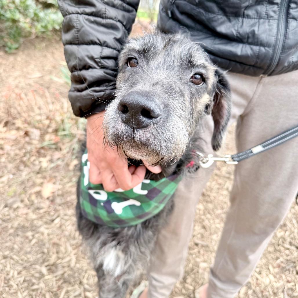 Enlarge Maude, a Adoptable mixed breed in Fairfax, VA image 6/6