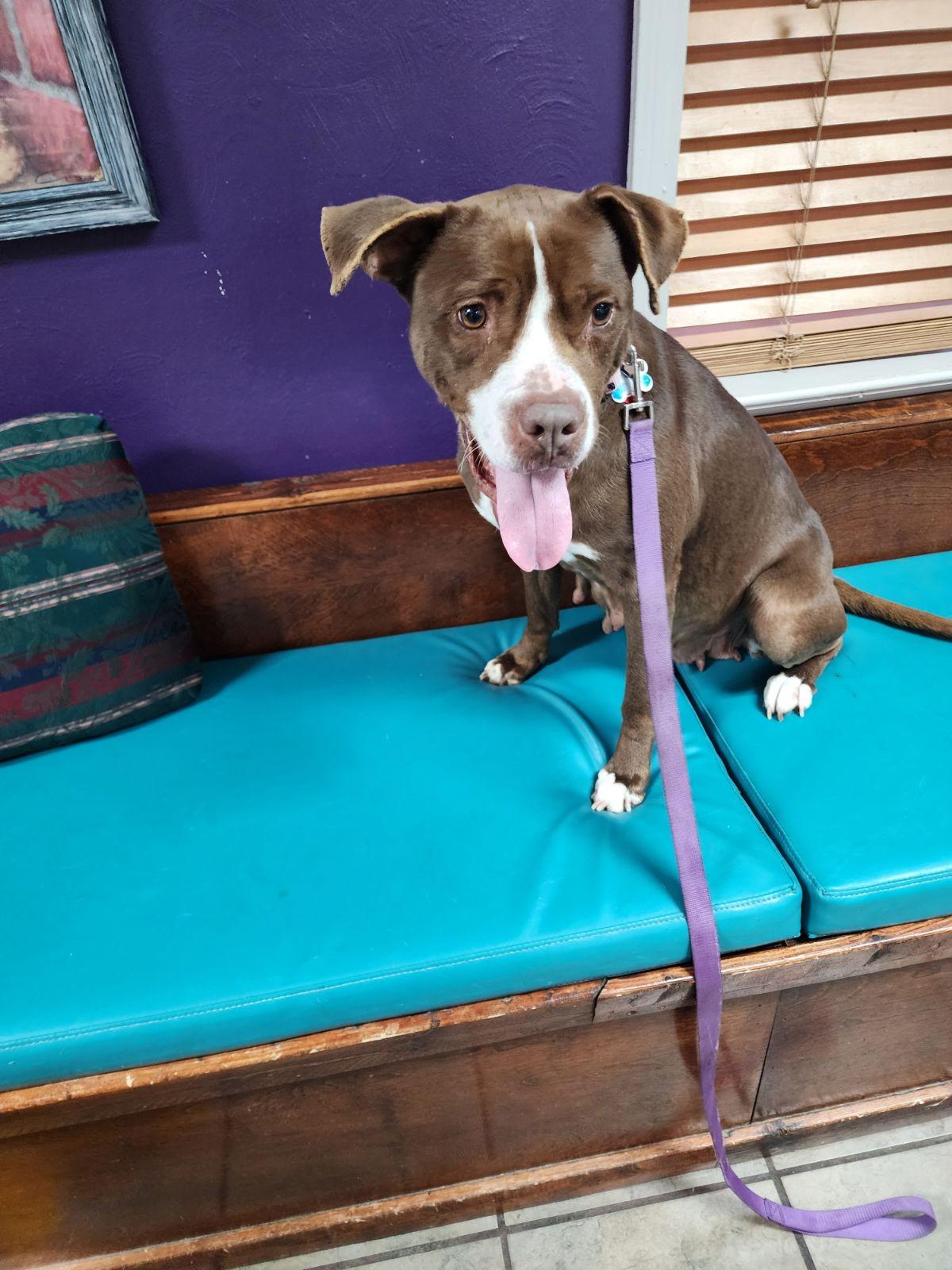 Roxie, Adult Female unknown