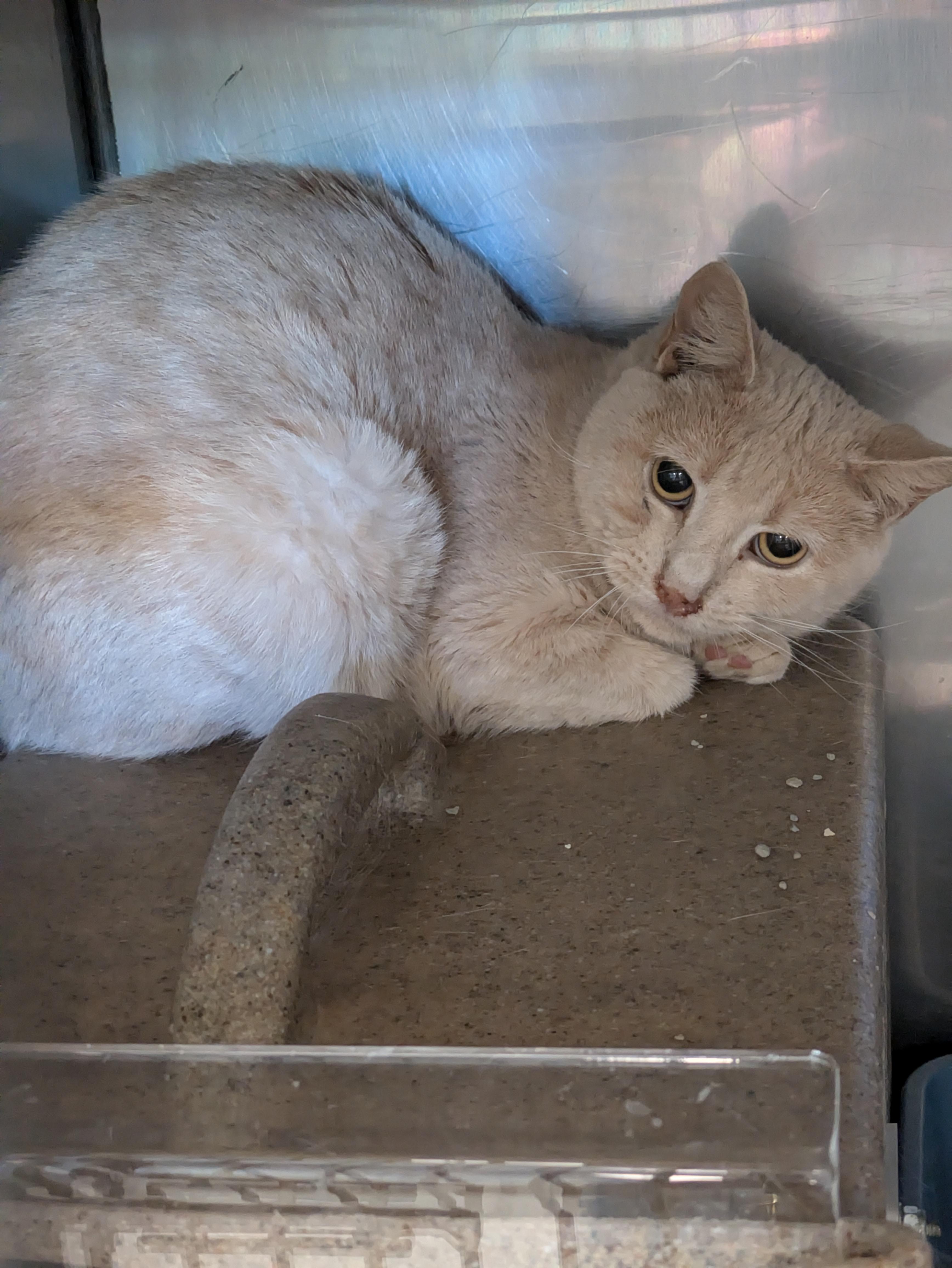 Enlarge Scarface, a ADOPTABLE mixed breed in Bedford, VA image 1/1