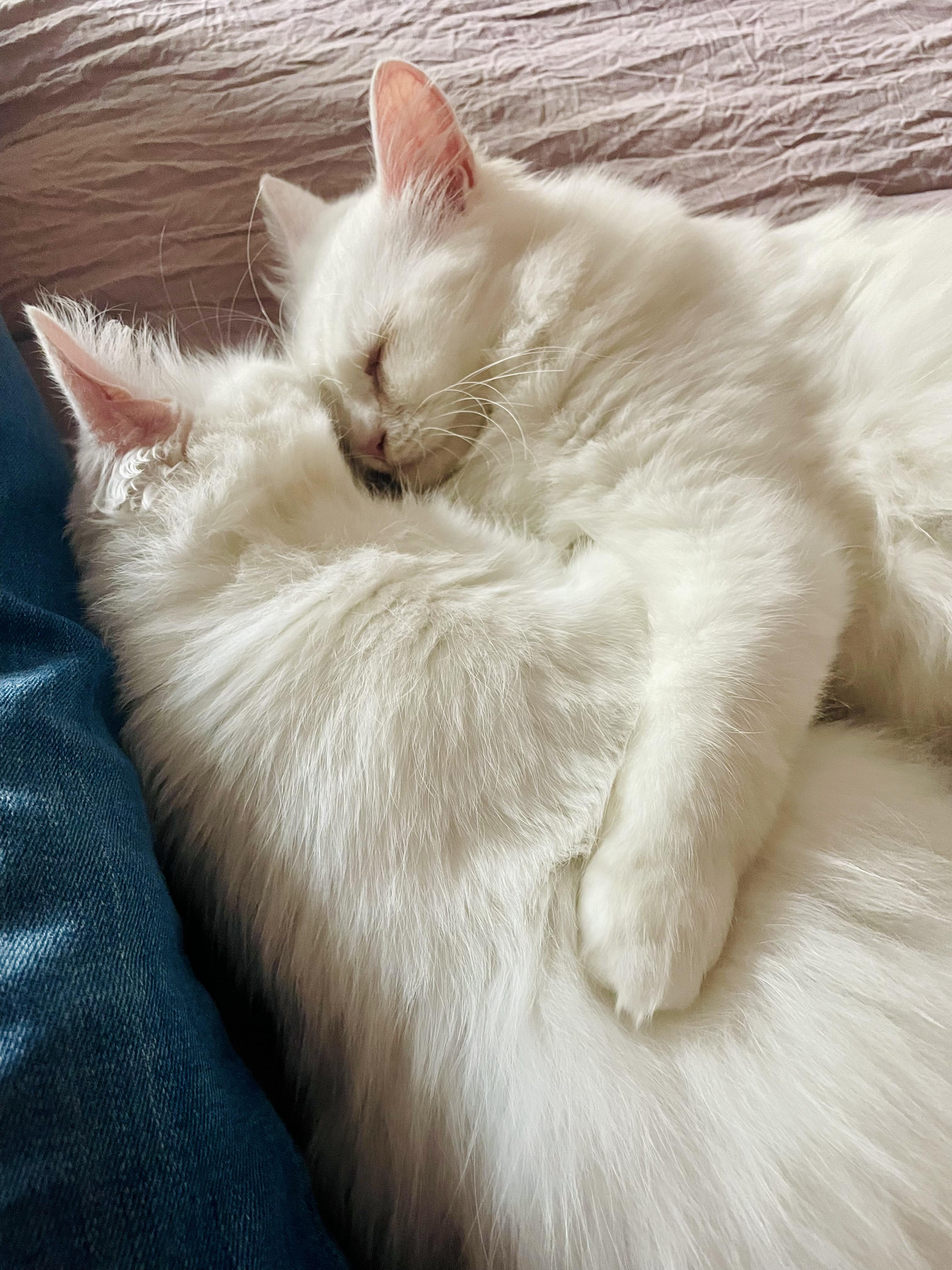 Enlarge Blizzard and Wendi, the Sweetest Pearly Duo, a Adoptable mixed breed in Somerset, NJ image 3/6