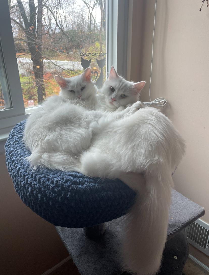 Enlarge Blizzard and Wendi, the Sweetest Pearly Duo, a Adoptable mixed breed in Somerset, NJ image 2/6