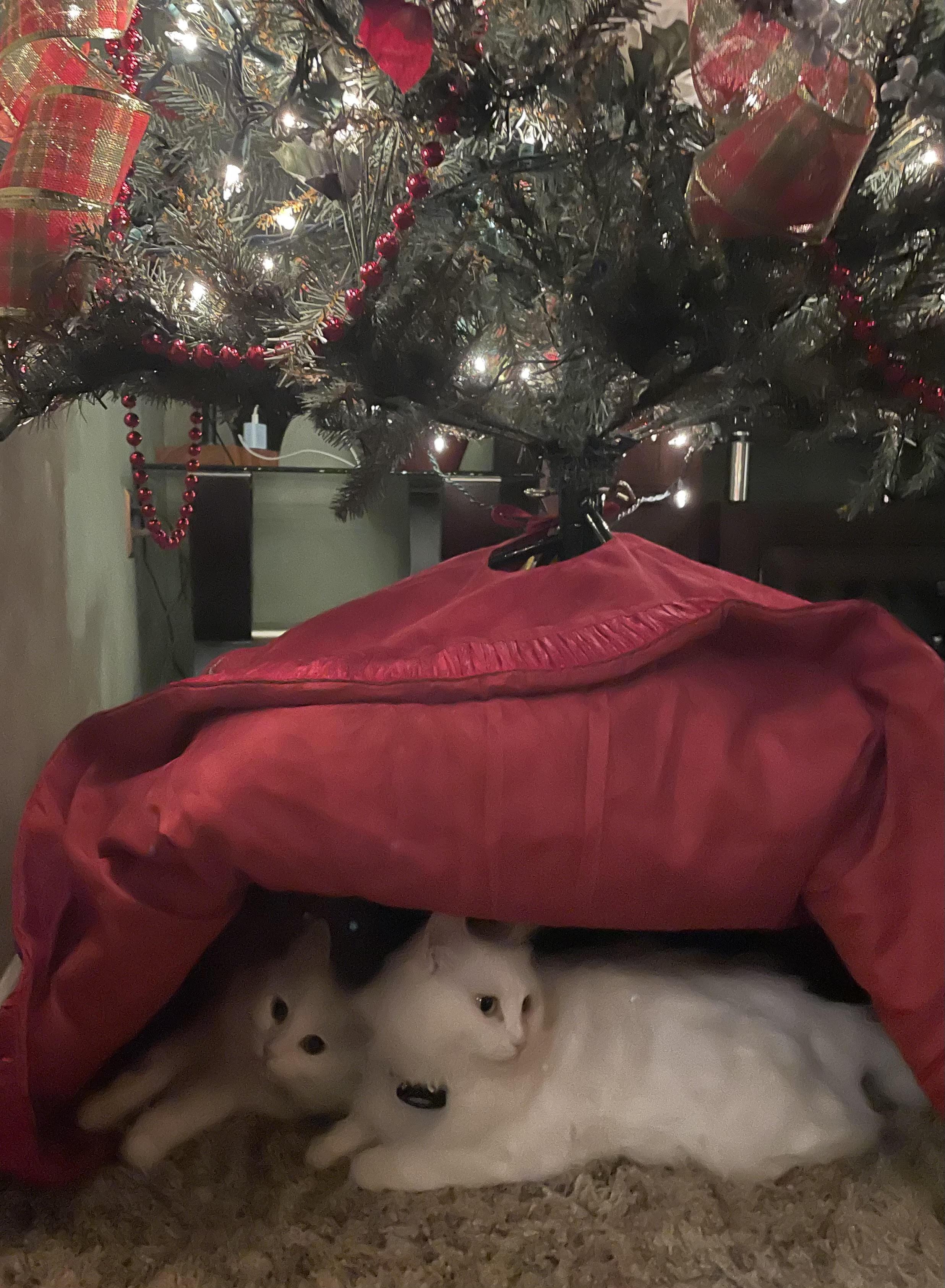 Enlarge Blizzard and Wendi, the Sweetest Pearly Duo, a Adoptable mixed breed in Somerset, NJ image 4/6