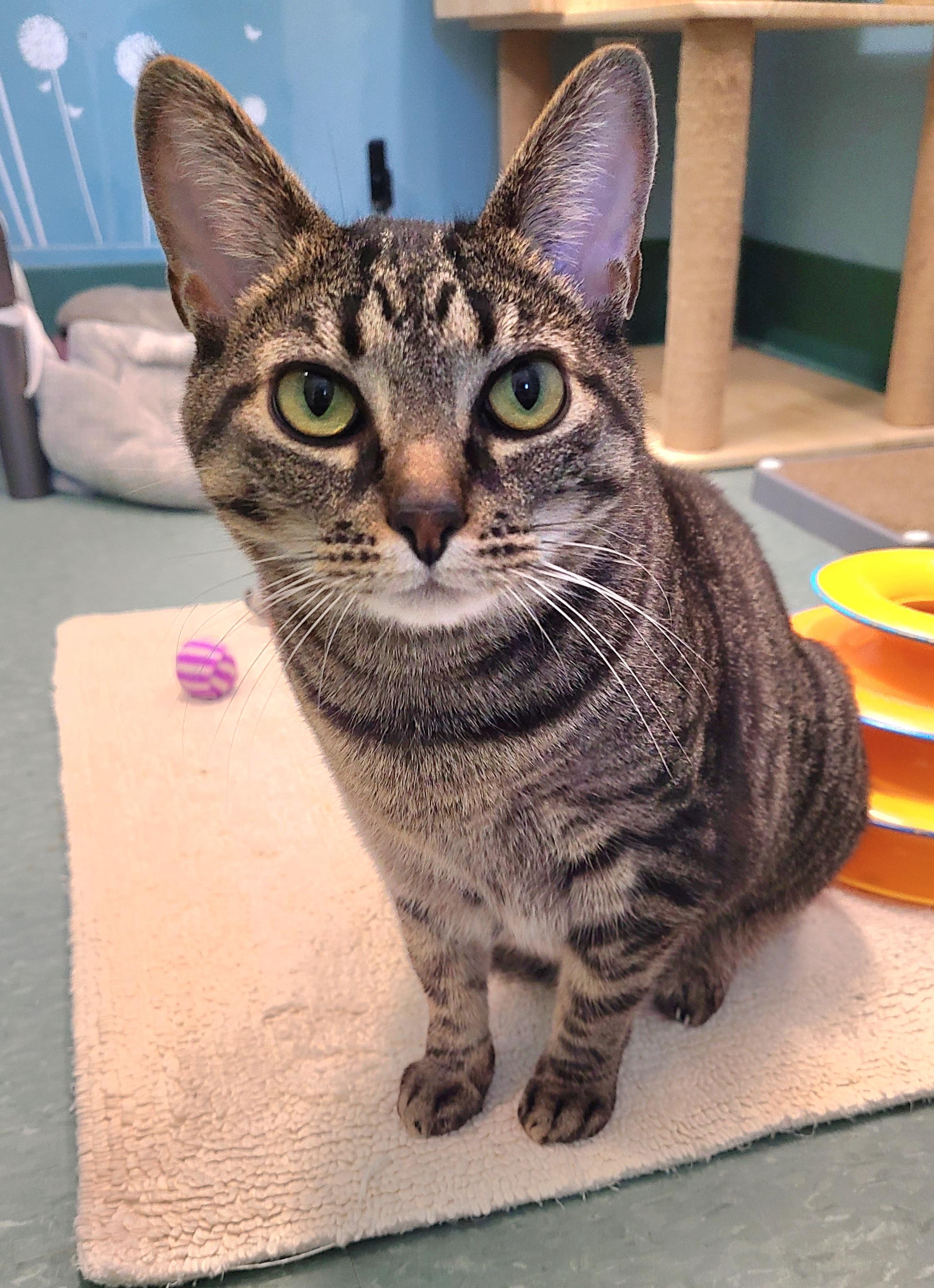 Enlarge Chessie =^..^=, an adoptable Domestic Short Hair in Kirkland, WA image 1/3