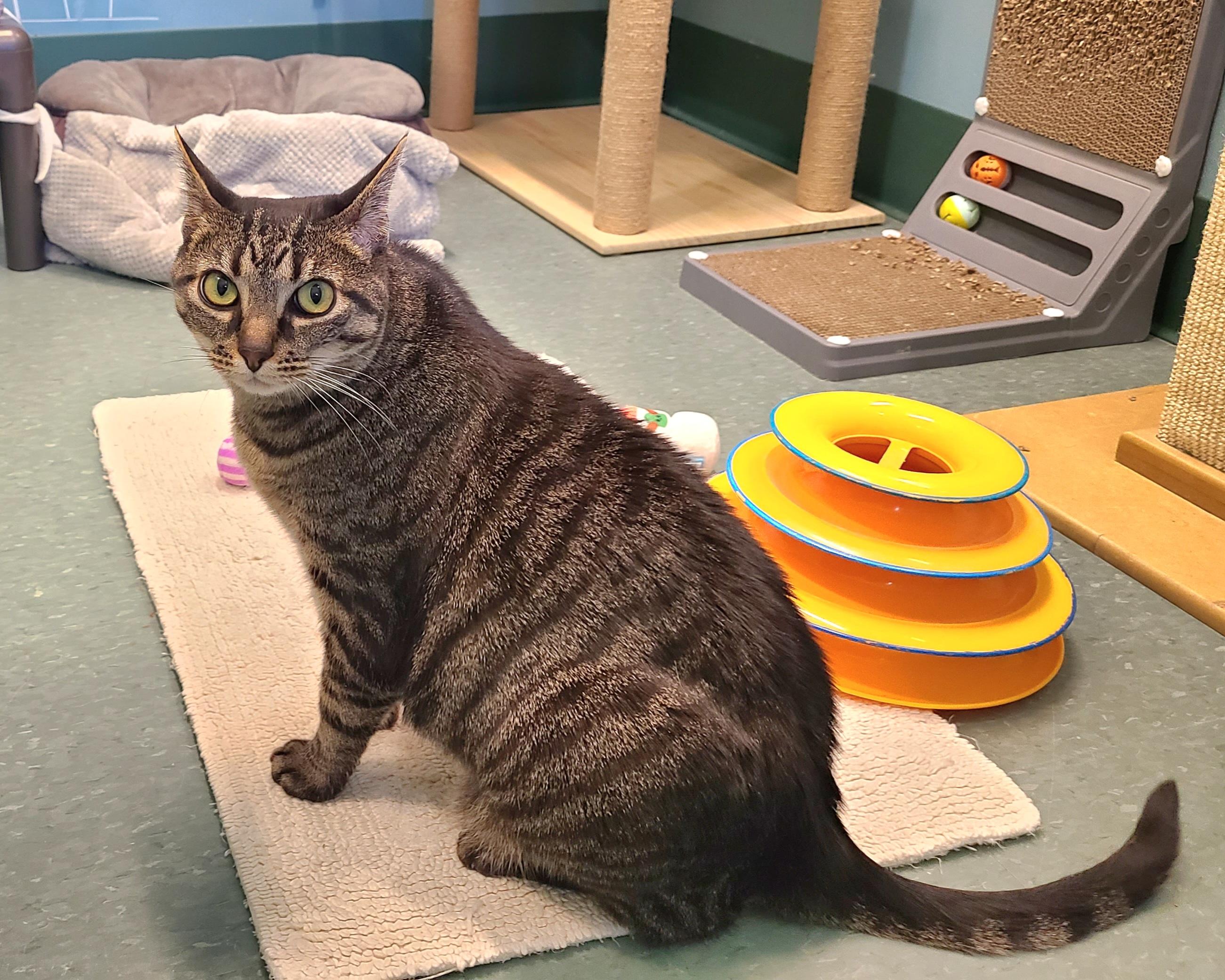 Enlarge Chessie =^..^=, an adoptable Domestic Short Hair in Kirkland, WA image 2/3