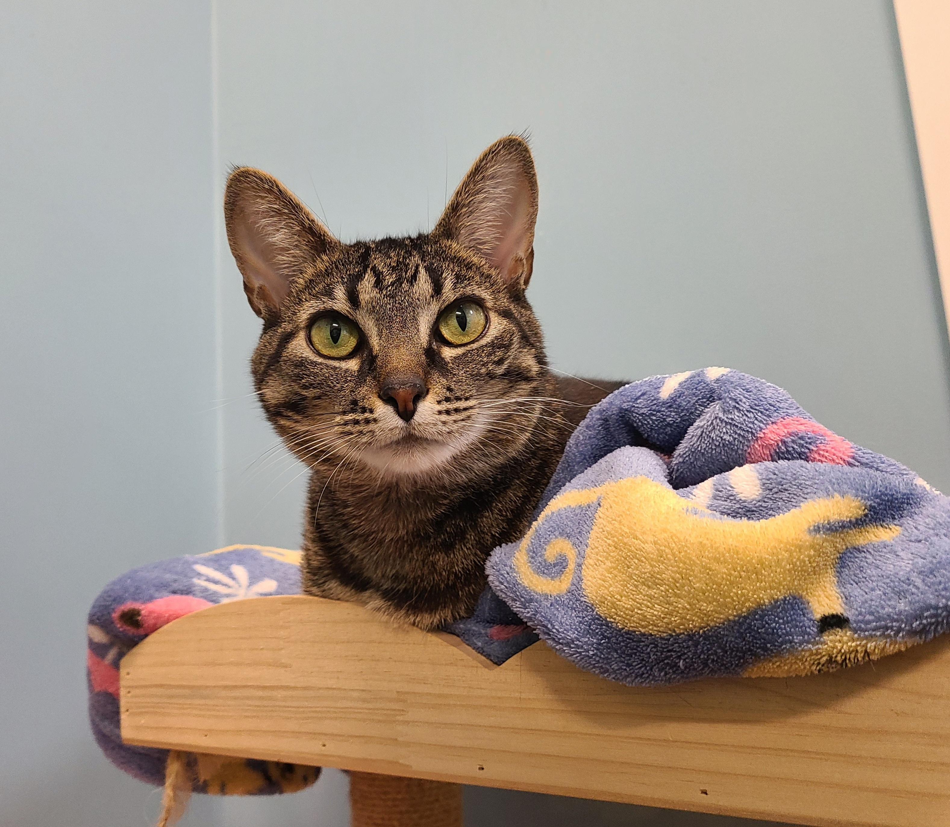 Enlarge Chessie =^..^=, an adoptable Domestic Short Hair in Kirkland, WA image 3/3