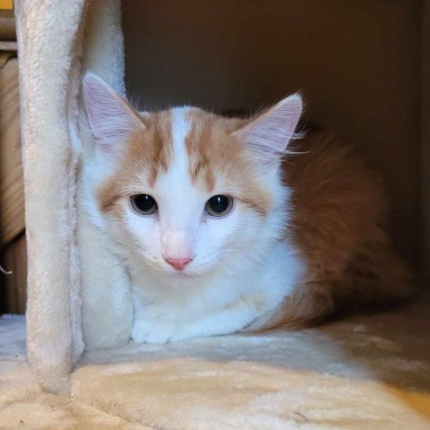 Jose, Adoptable, Young Male Domestic Medium Hair.