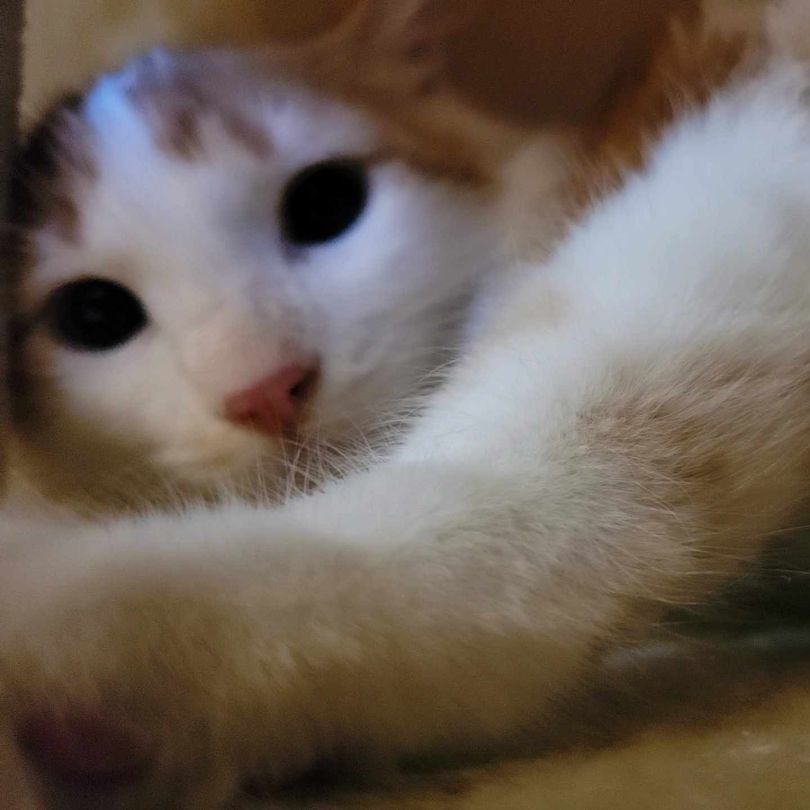 Jose, a Adoptable Domestic Medium Hair in Lincolnwood, IL image 2/3