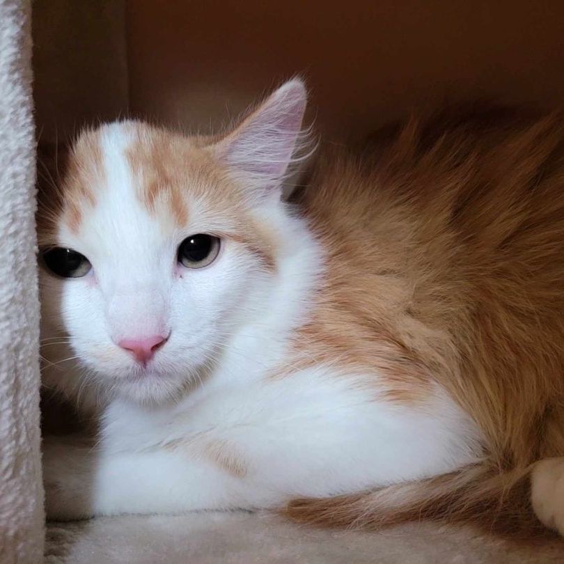 Jose, a Adoptable Domestic Medium Hair in Lincolnwood, IL image 3/3