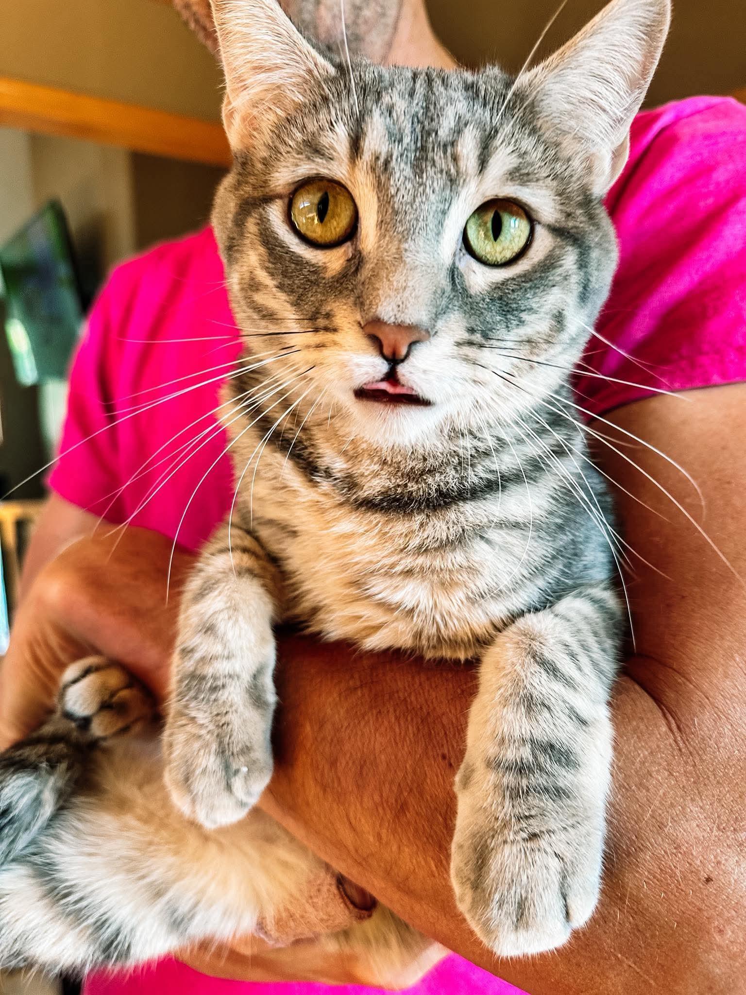 Petey, adopted, Adult Male Domestic Short Hair.