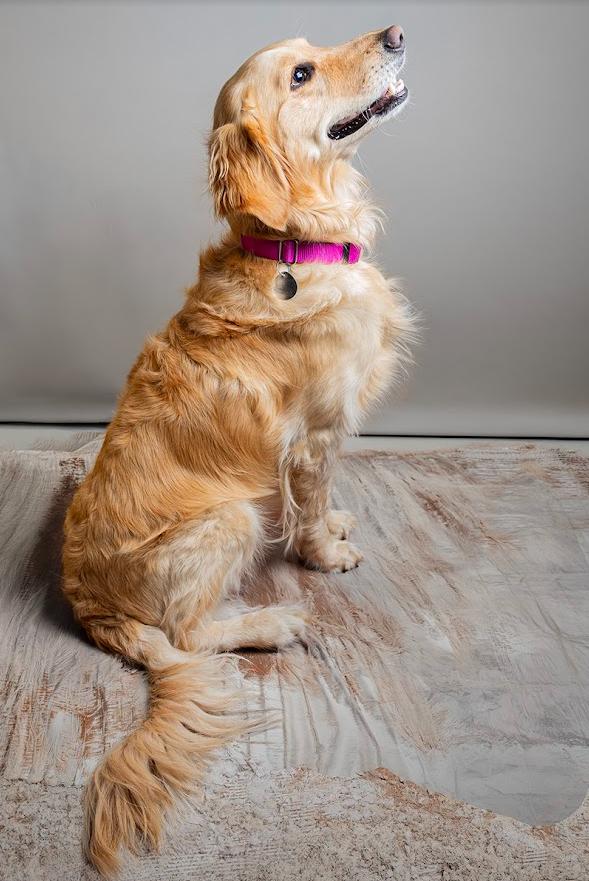 Maggie, a ADOPTABLE Golden Retriever in Waterville, OH image 2/3