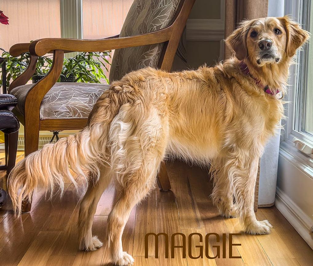 Maggie, a ADOPTABLE Golden Retriever in Waterville, OH image 3/3