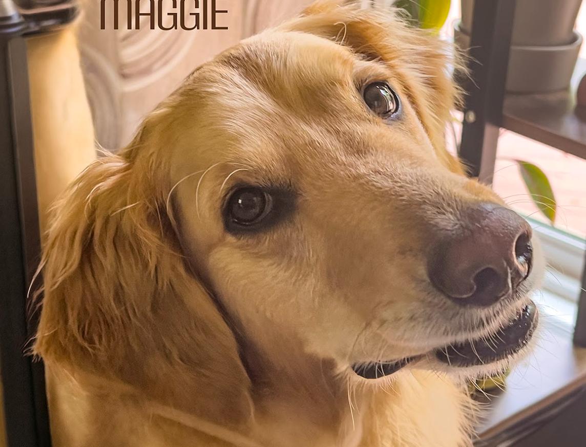 Maggie, a ADOPTABLE Golden Retriever in Waterville, OH image 1/3