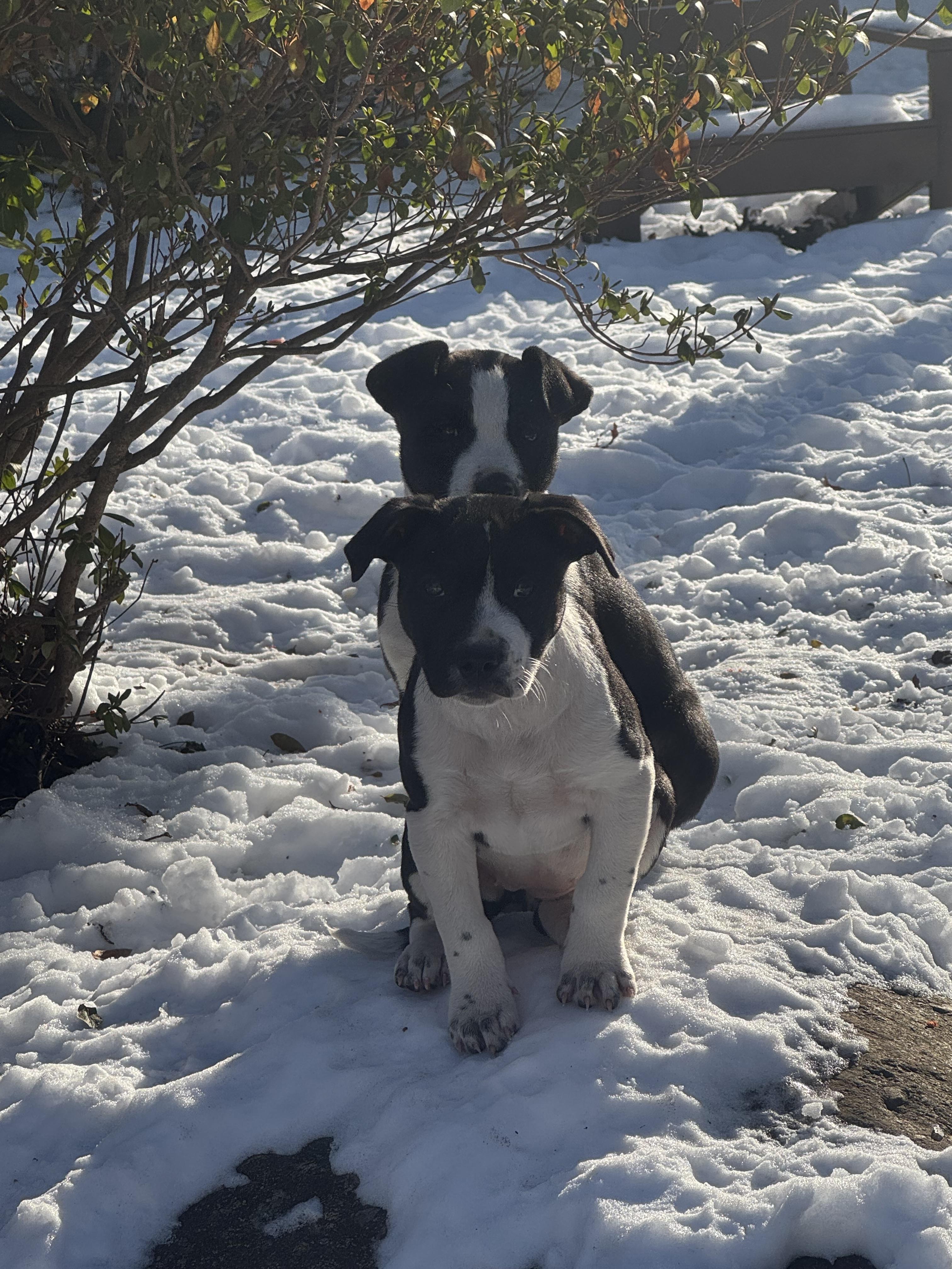 Freya, a Adoptable mixed breed in Newfoundland, NJ image 5/5