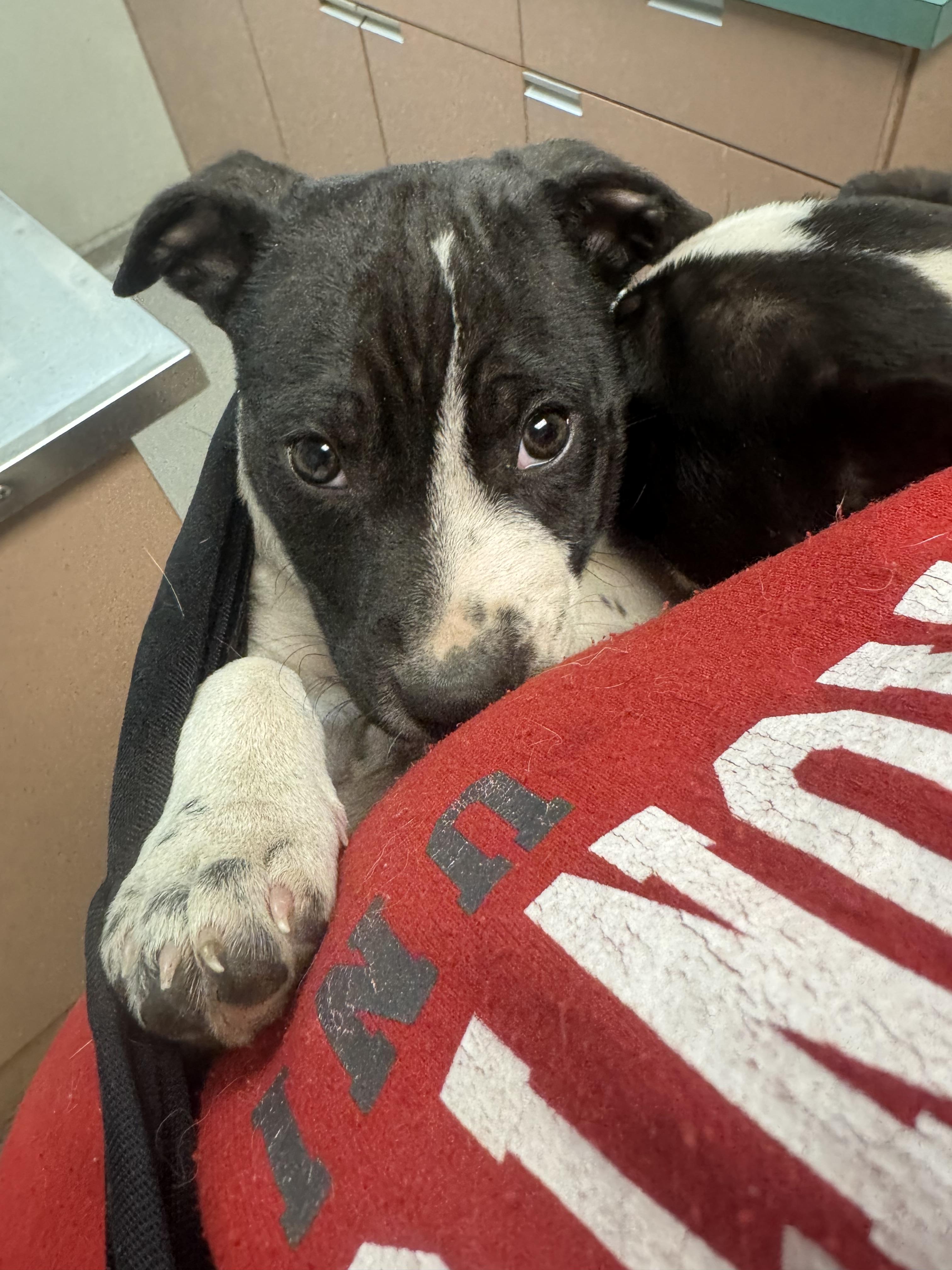 Freya, a Adoptable mixed breed in Newfoundland, NJ image 4/5