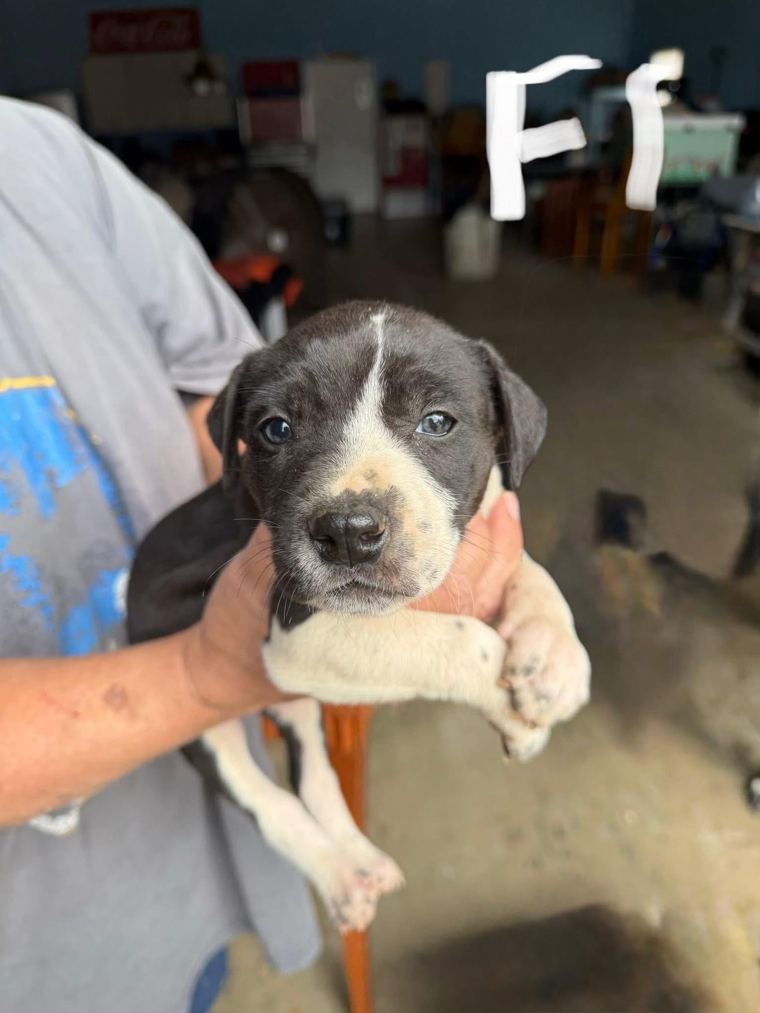 Freya, Adoptable, Puppy Female Labrador Retriever & Pit Bull Terrier.