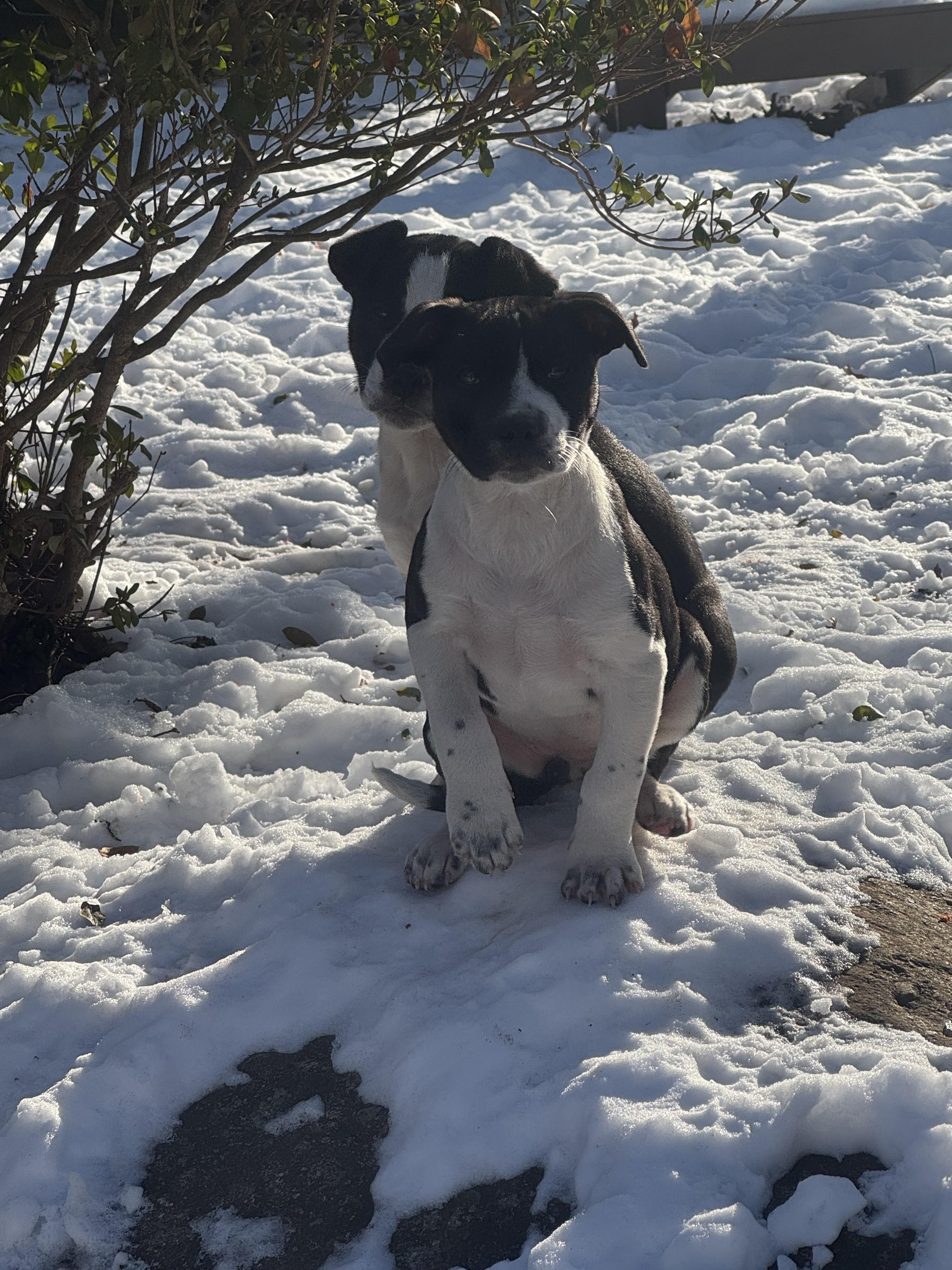 Freya, a Adoptable mixed breed in Newfoundland, NJ image 3/5