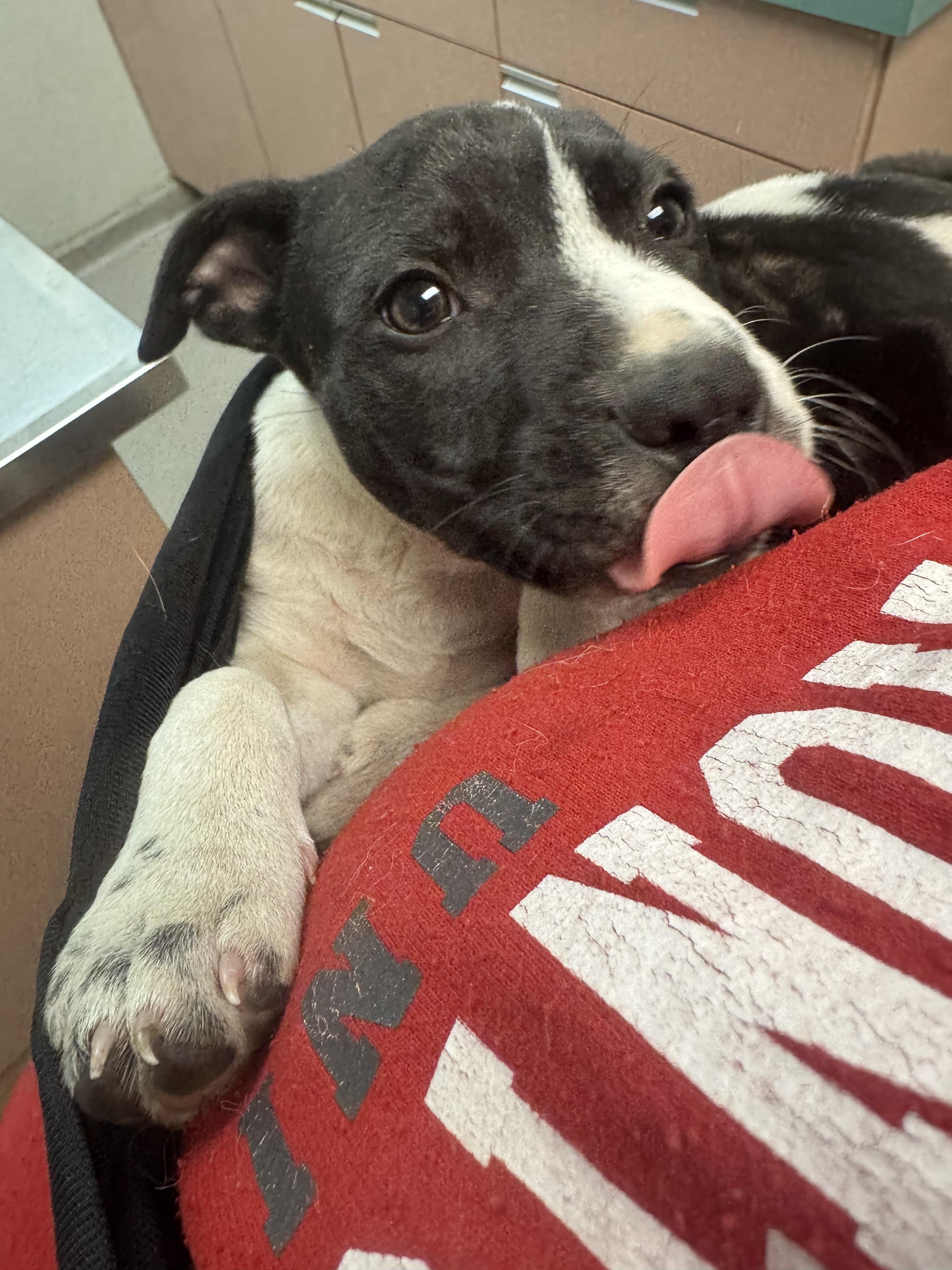 Freya, a Adoptable mixed breed in Newfoundland, NJ image 1/5