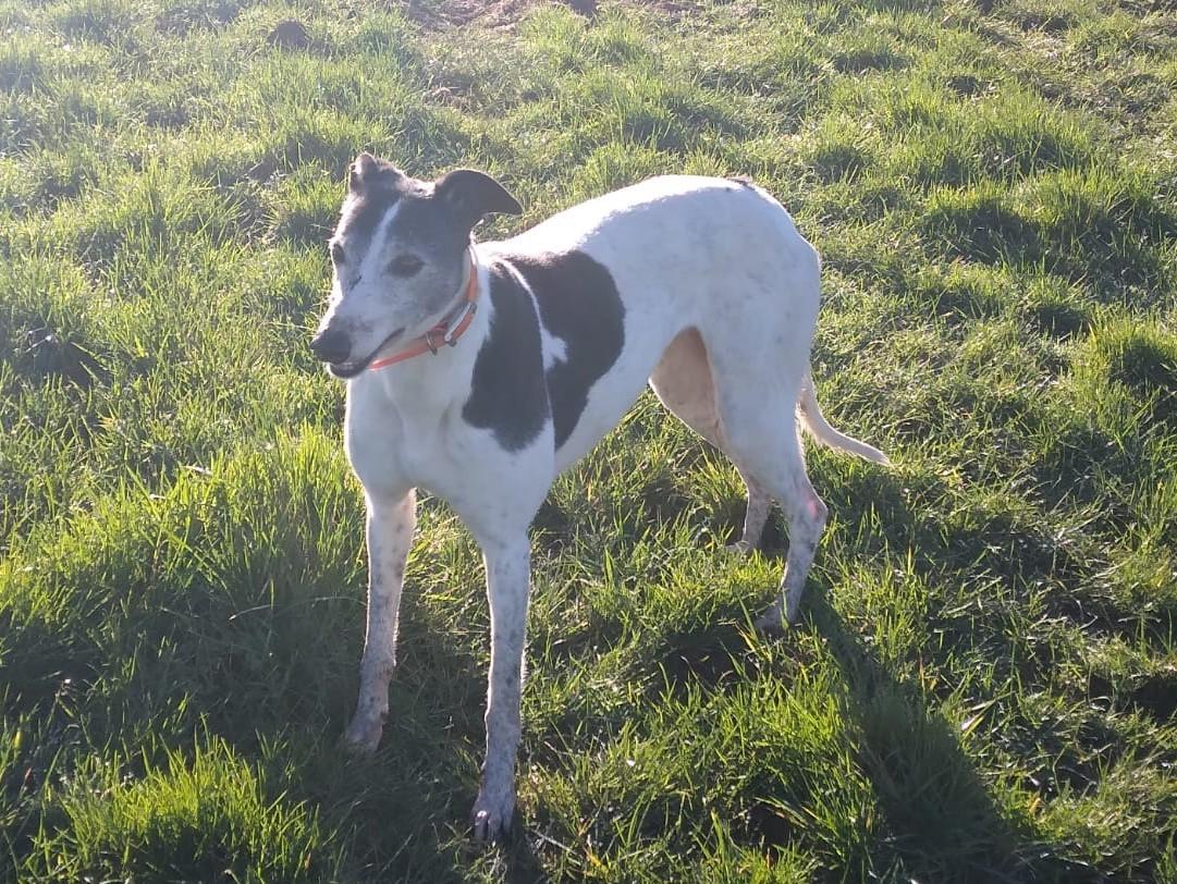 JENNY  (Prison Trained Greyhound) photo 1