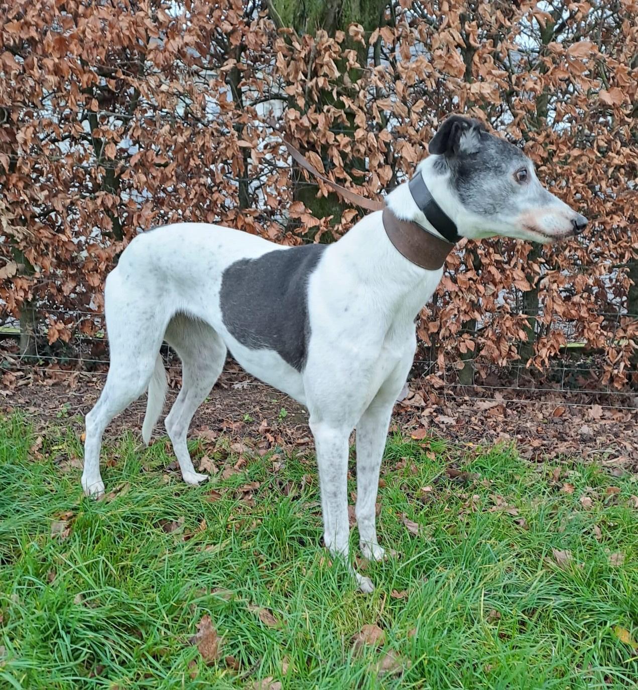 JENNY  (Prison Trained Greyhound)