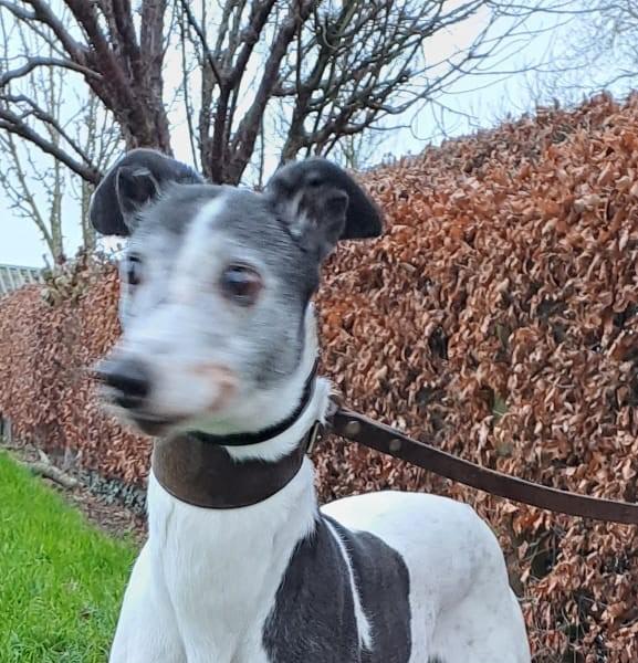 JENNY  (Prison Trained Greyhound)