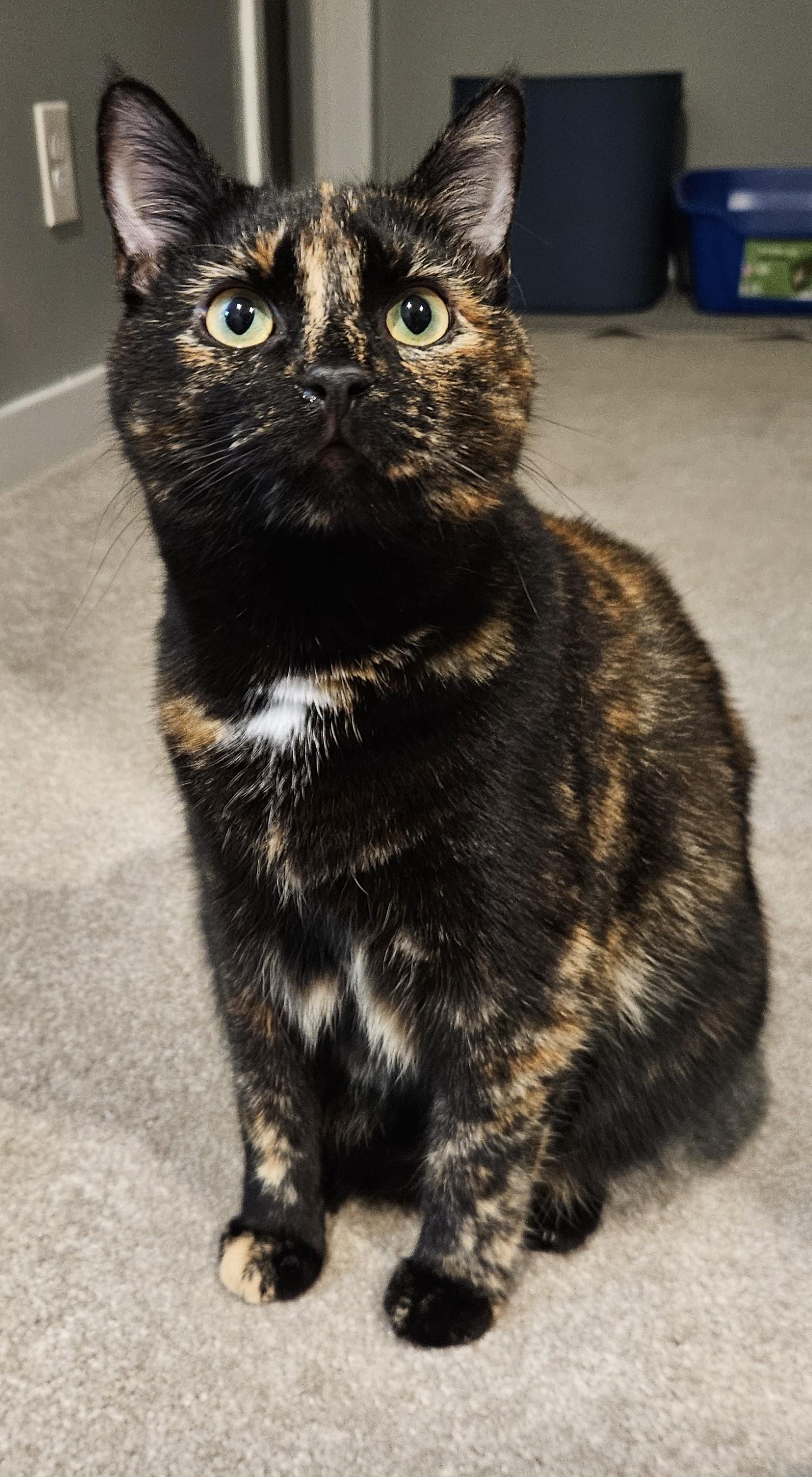 Jessica, Young Female Tortoiseshell
