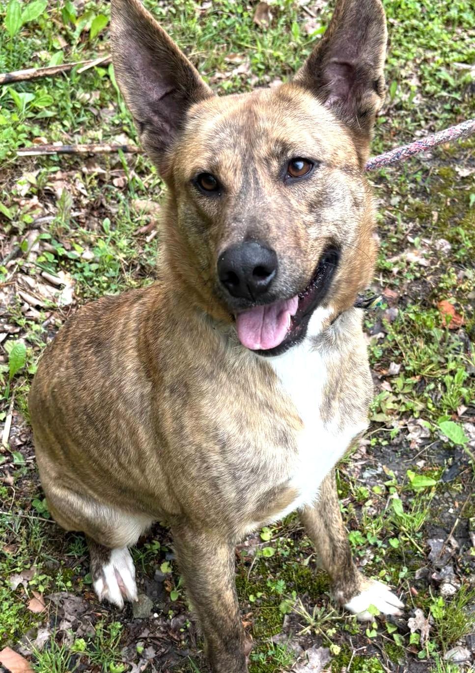 Diamond-Available 7/26! www.lhar.dog to apply!, Young Female Shepherd