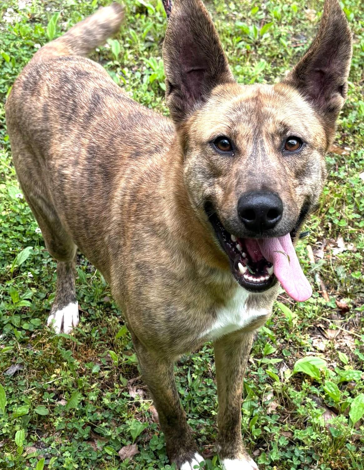 Diamond-Available 7/26! www.lhar.dog to apply! photo 2